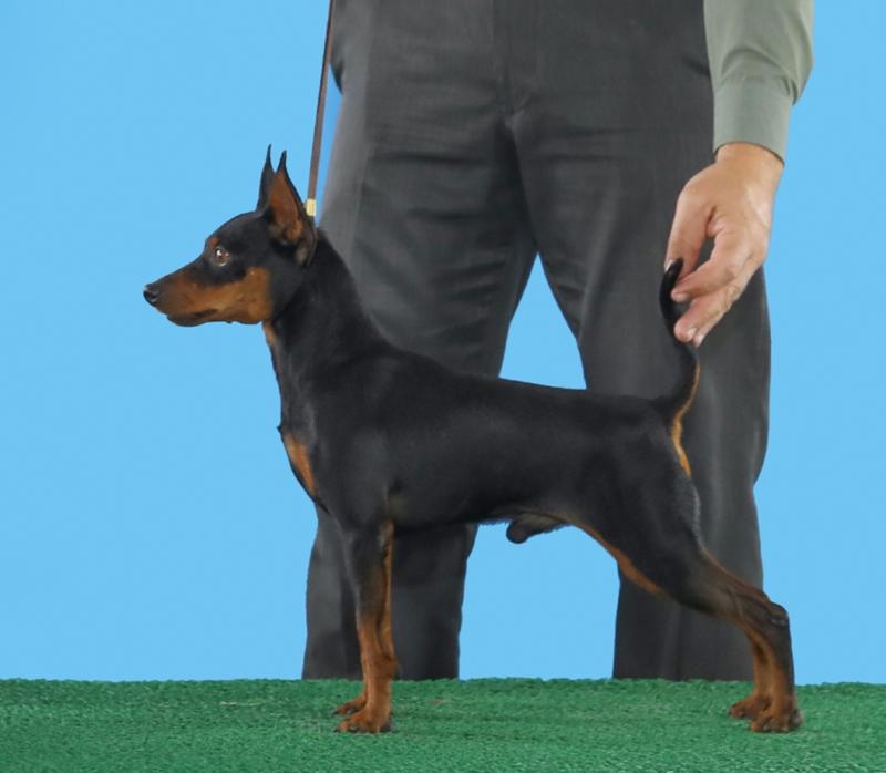 THEODOR