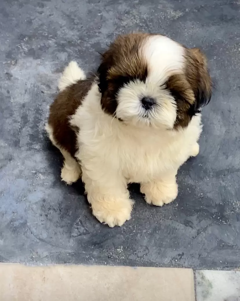 Barney