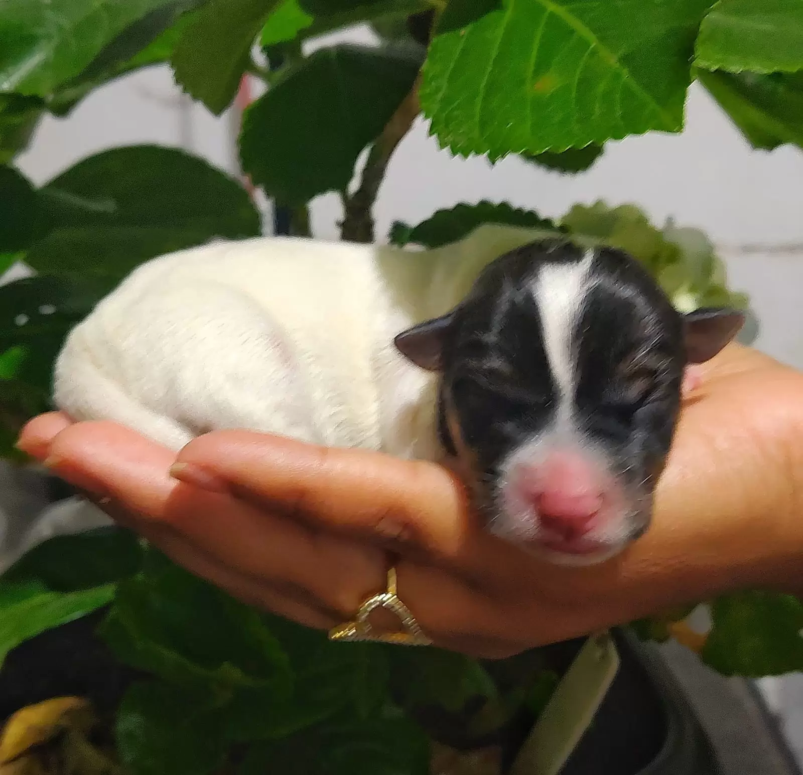 Pantera Negra JRT Kuro Senshi