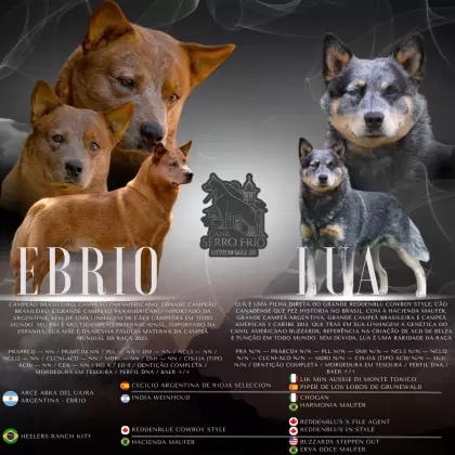 King Serro Frio Heelers