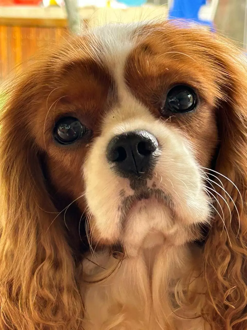 Benjamin 