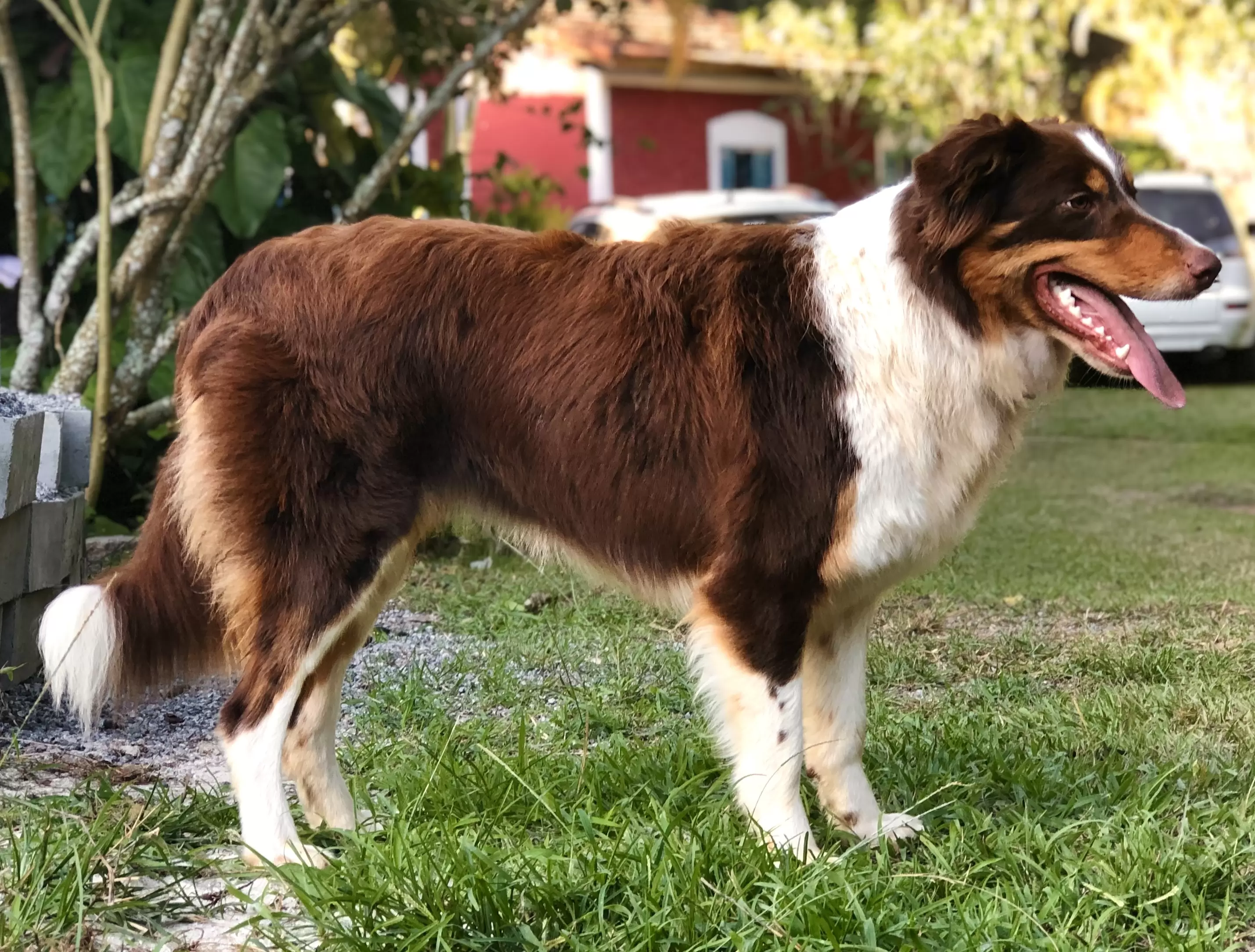 Maya