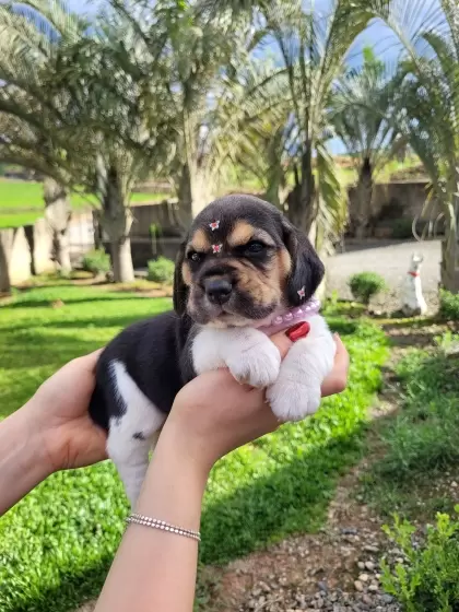 Beagle Fêmea 