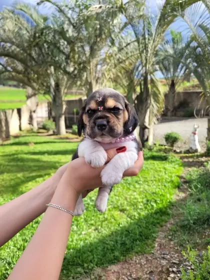 Beagle Fêmea 