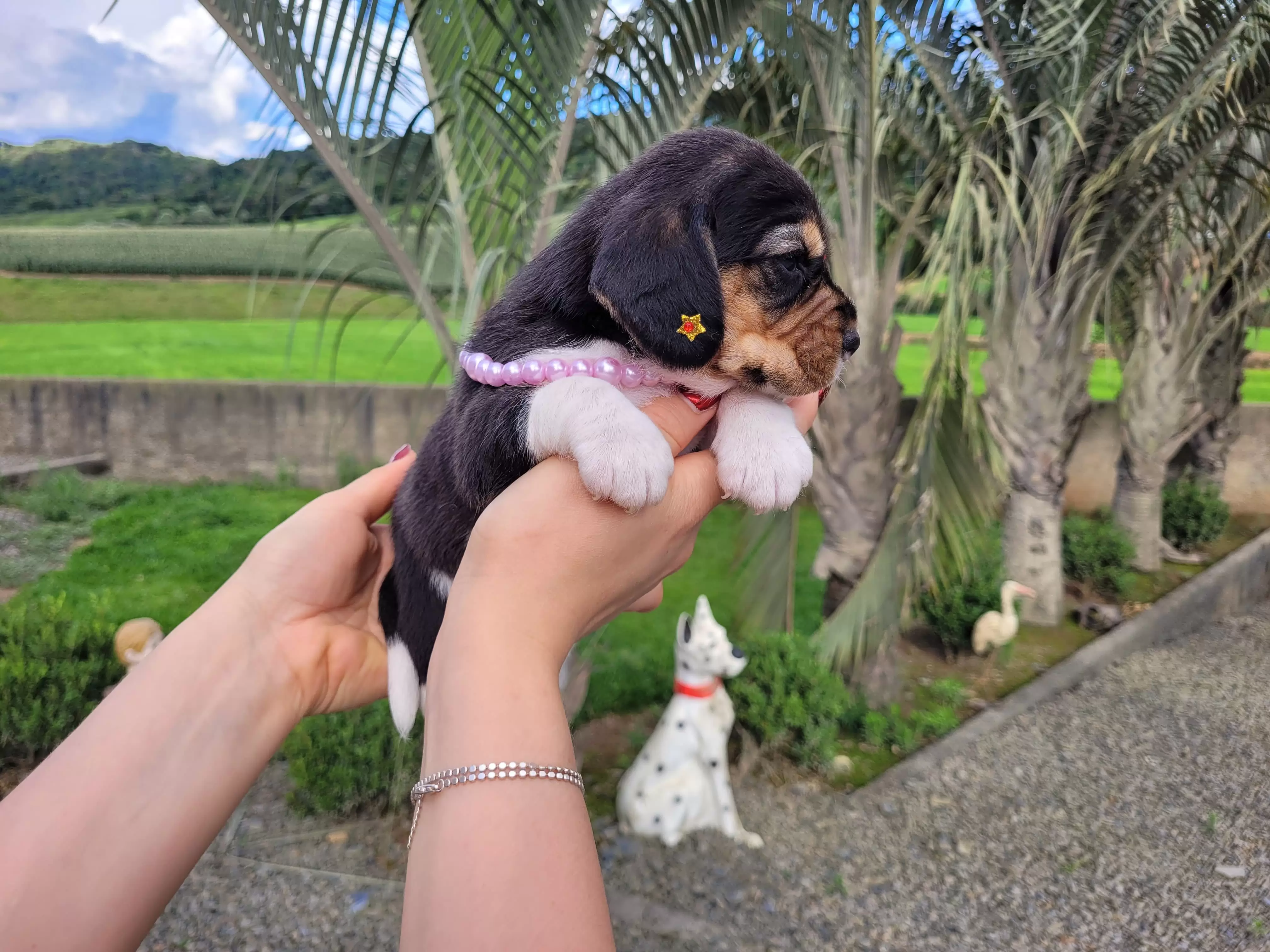 Beagle Femêa