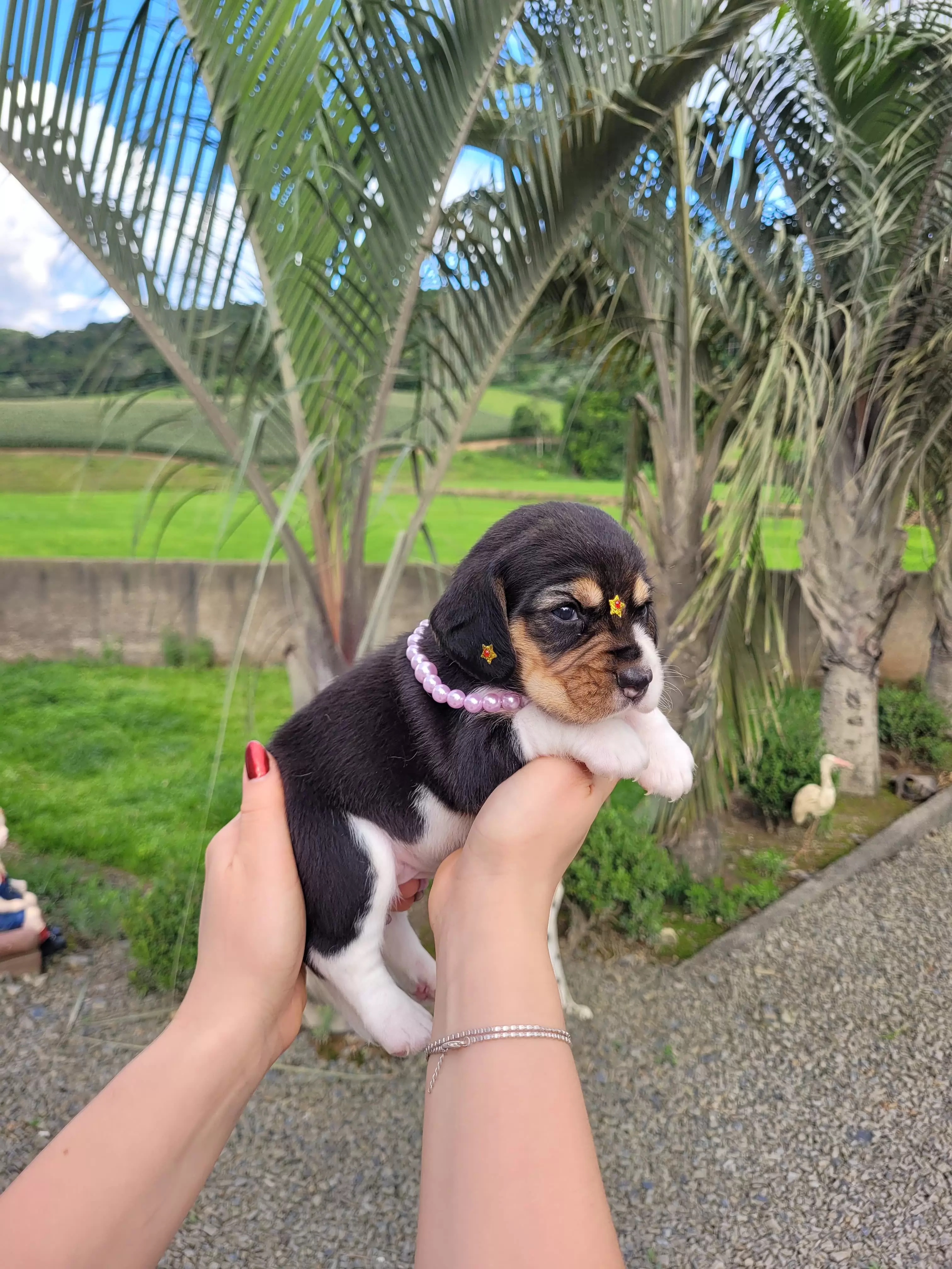 Beagle Femêa