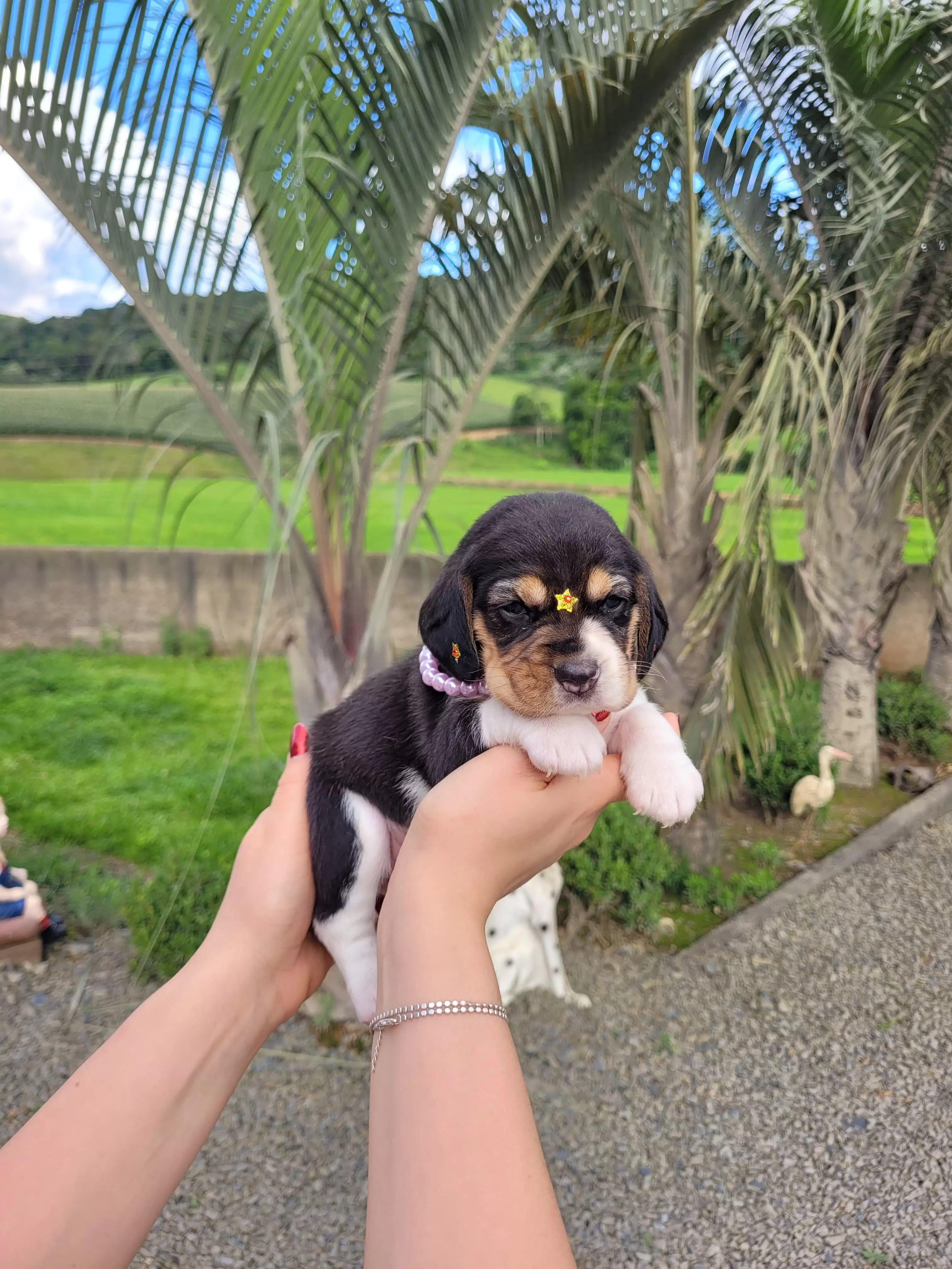 Beagle Femêa