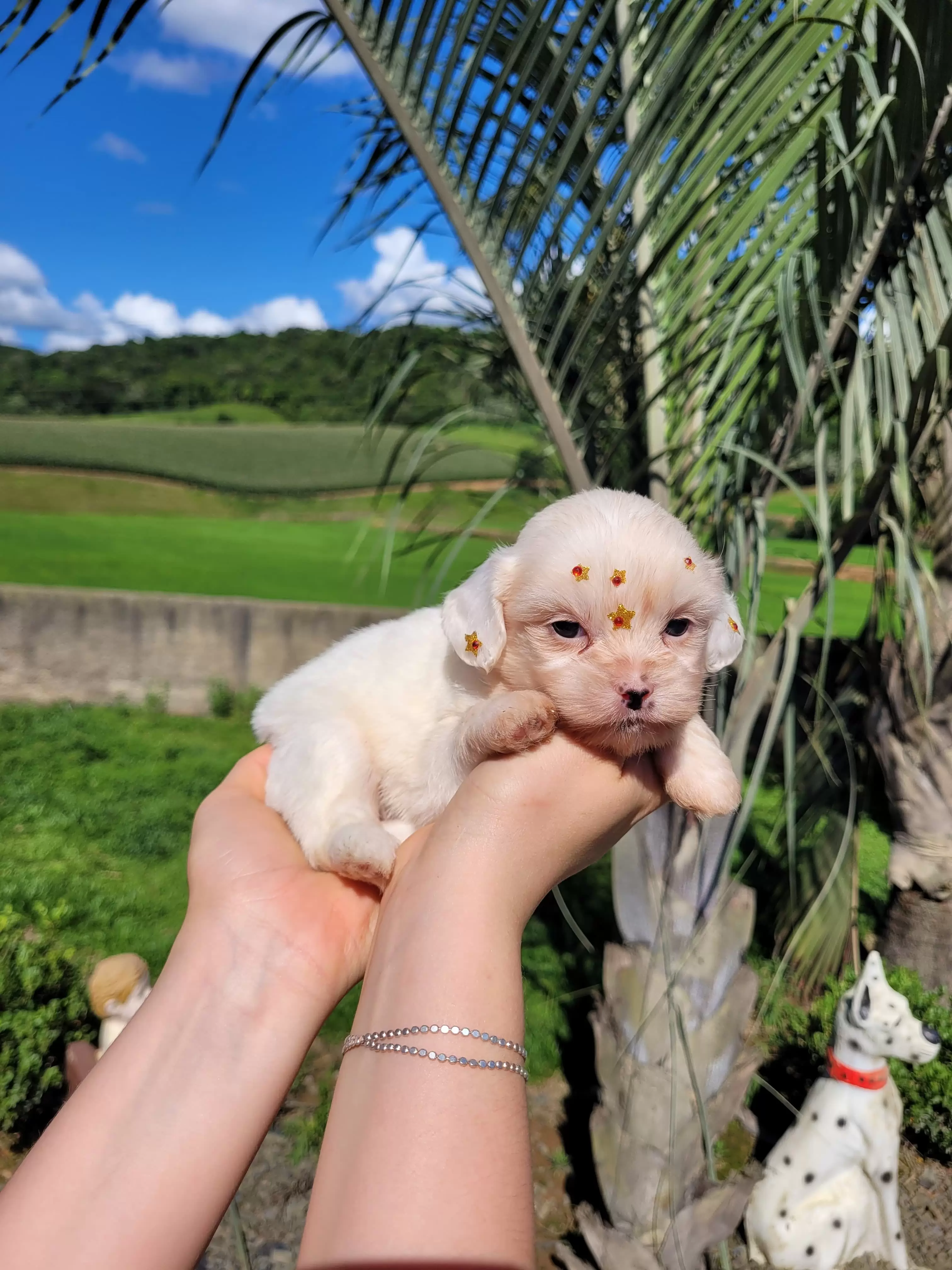 Lhasa-Apso Fêmea