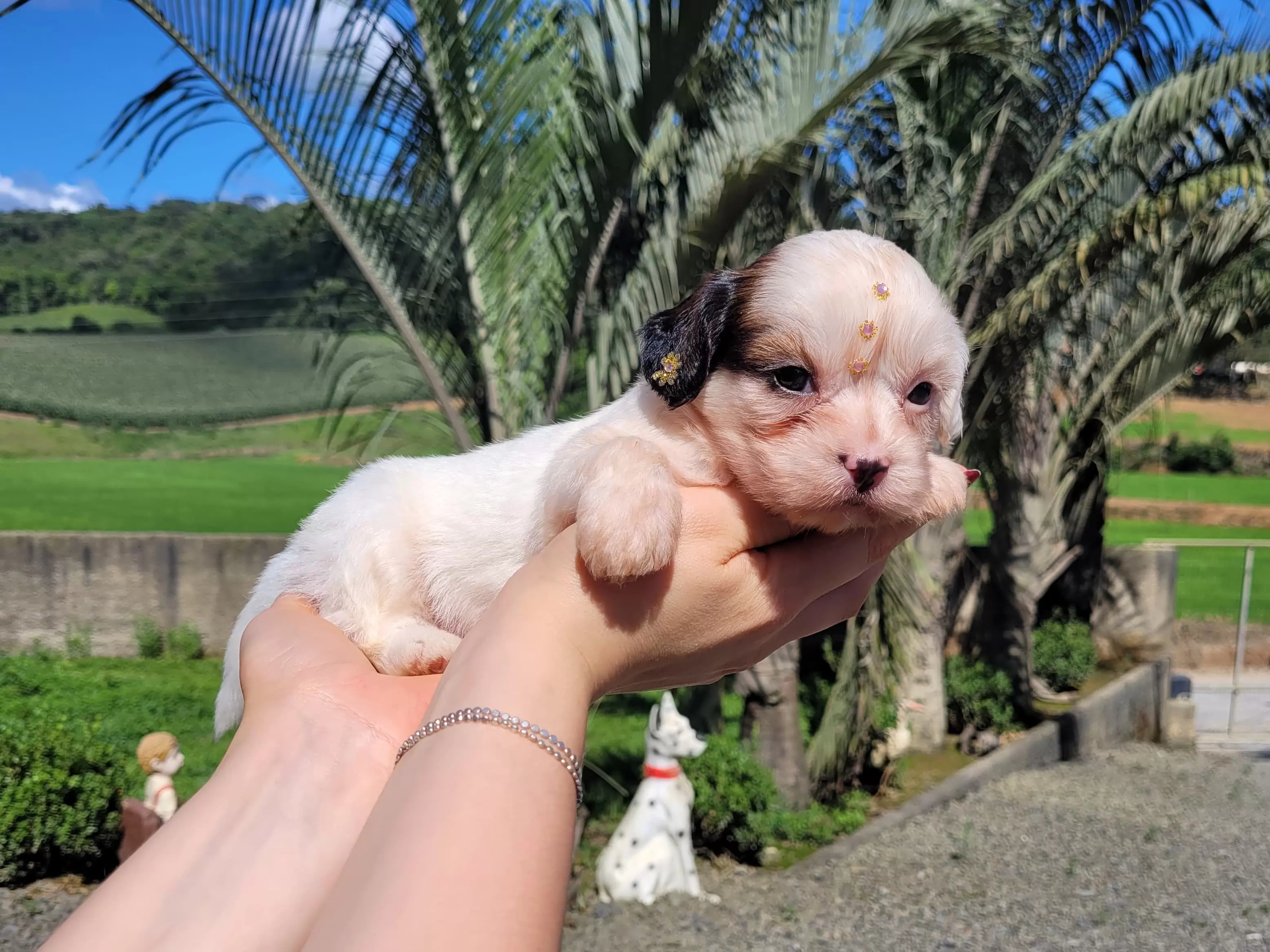 Lhasa-Apso Fêmea