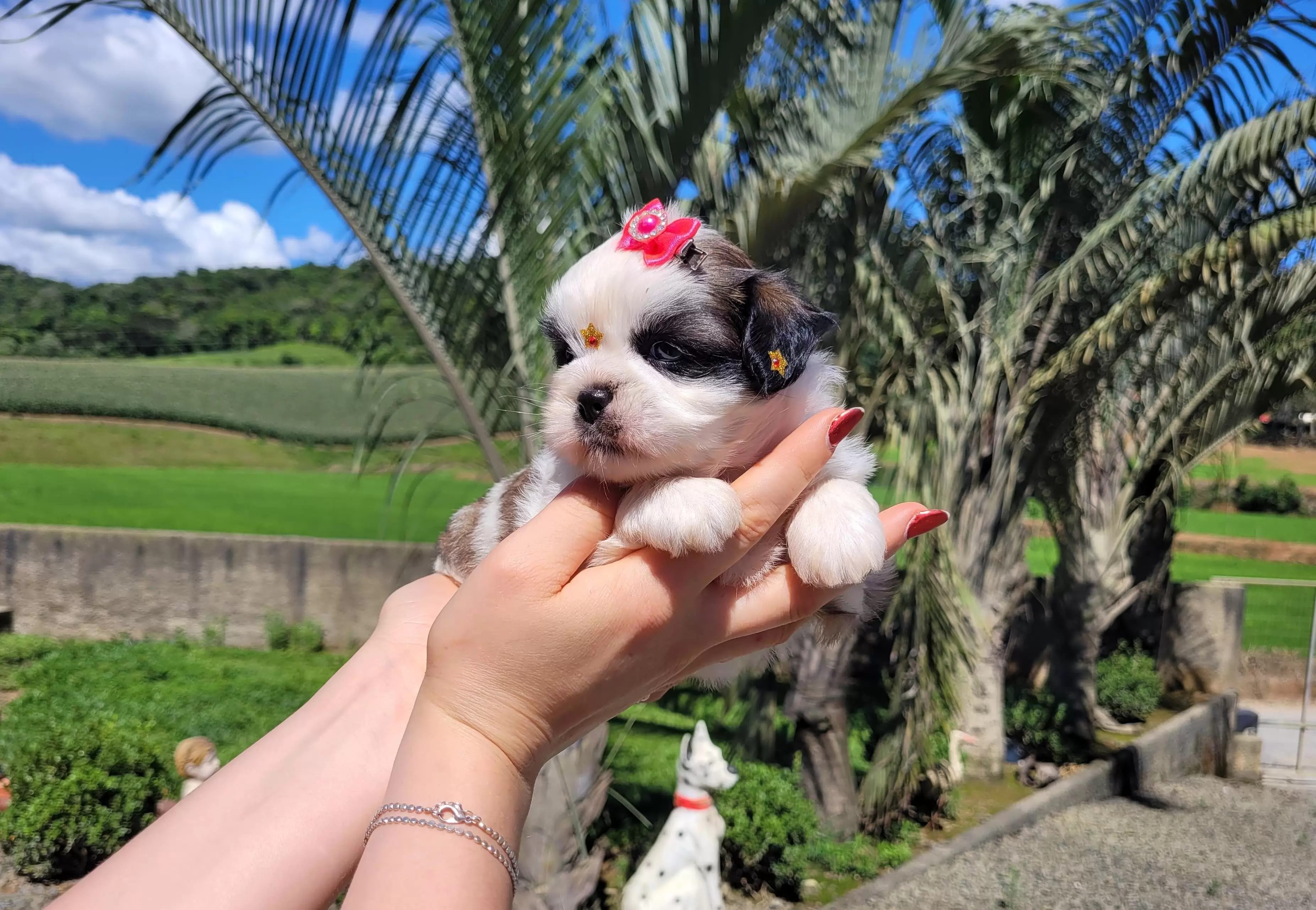 Shih Tzu Fêmea