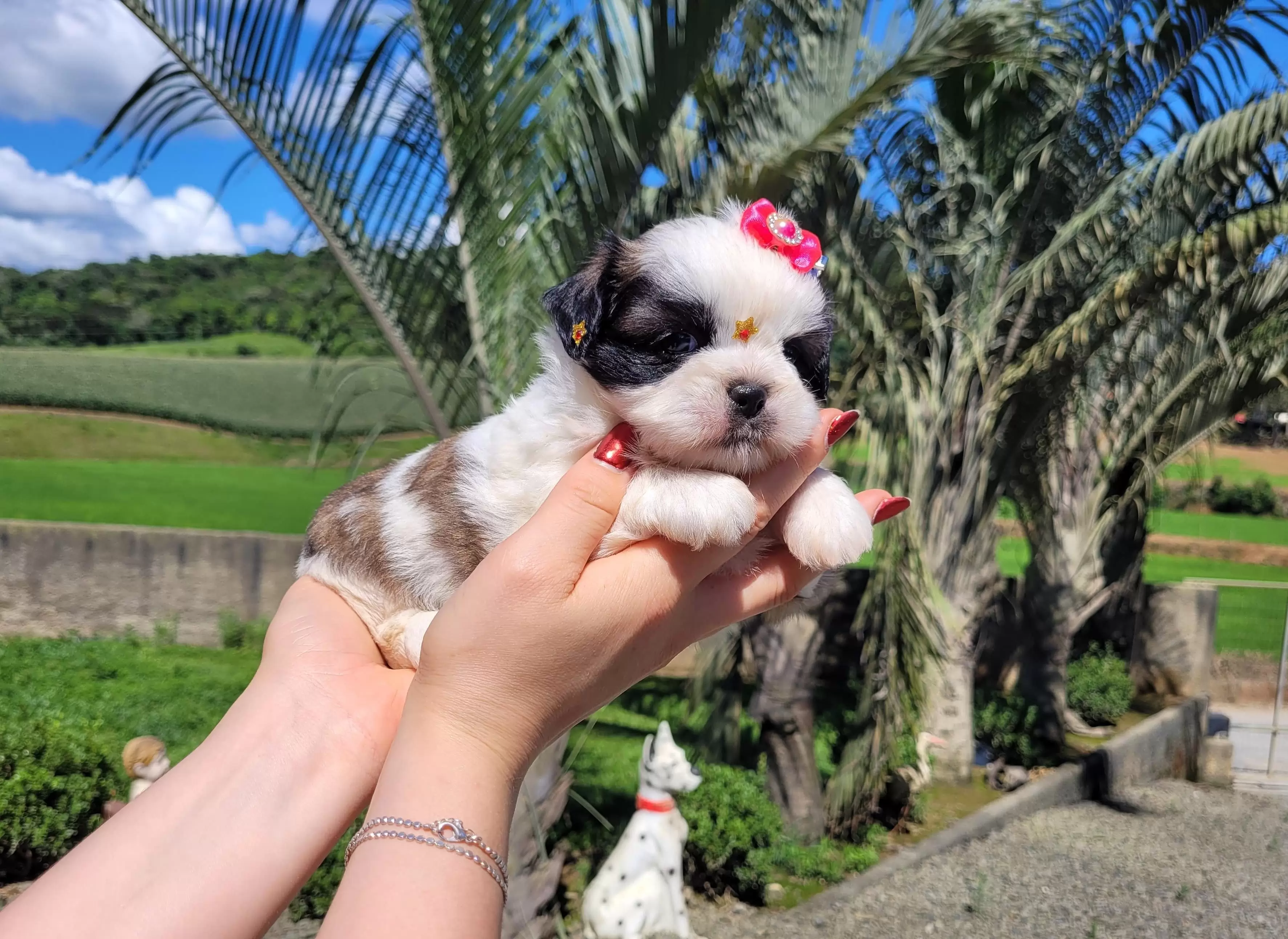 Shih Tzu Fêmea