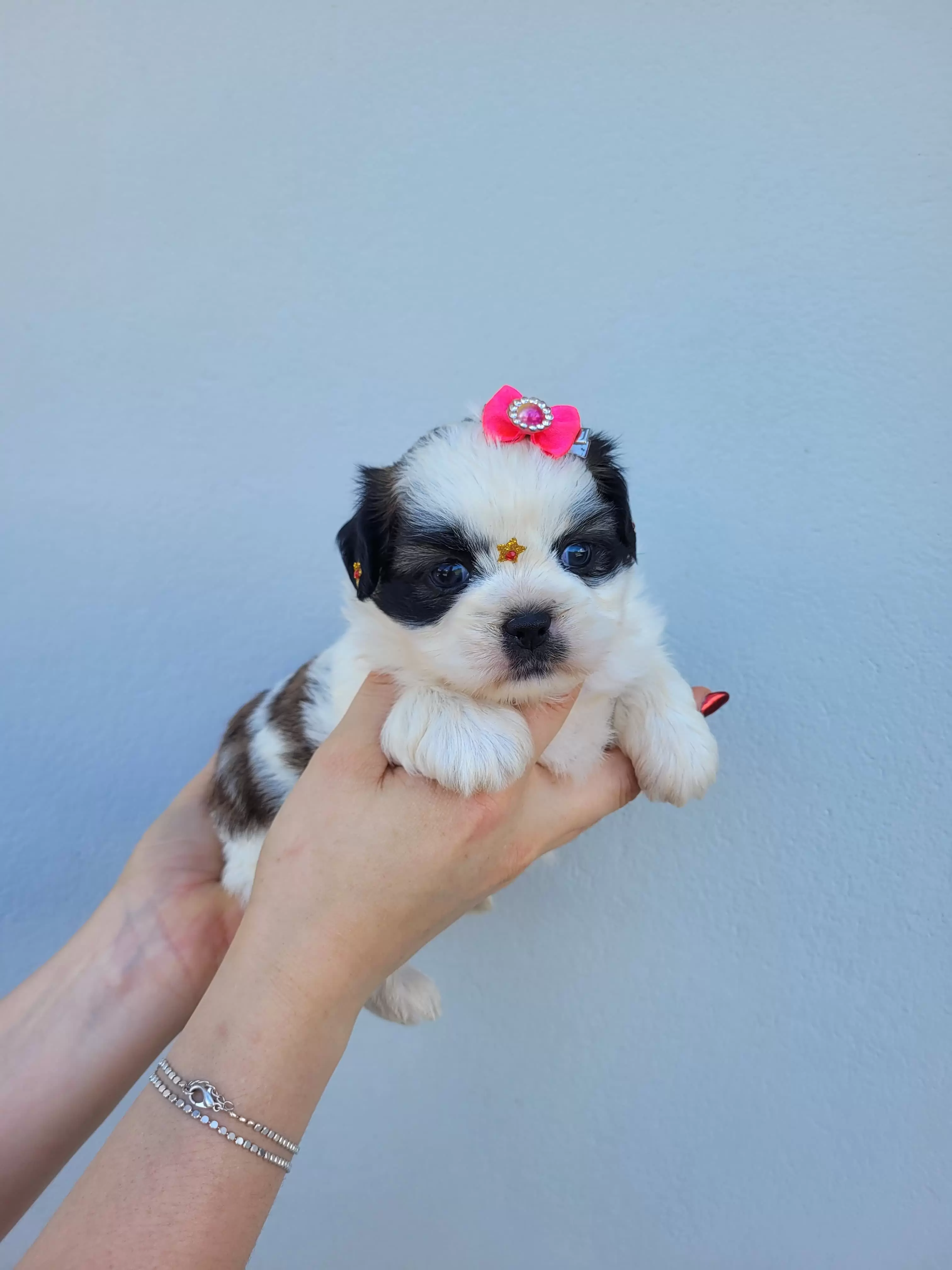 Shih Tzu Fêmea