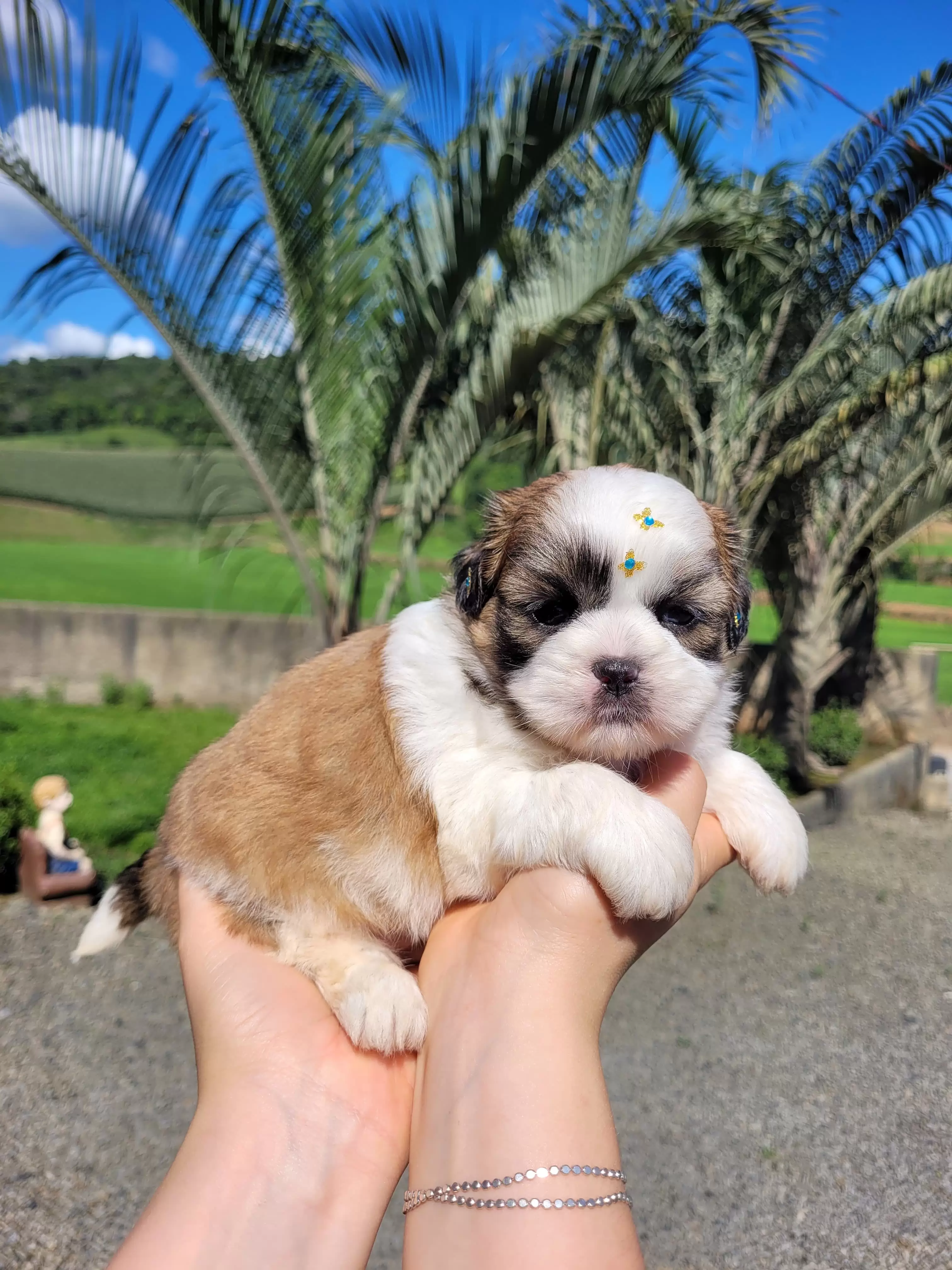 Shih Tzu Macho