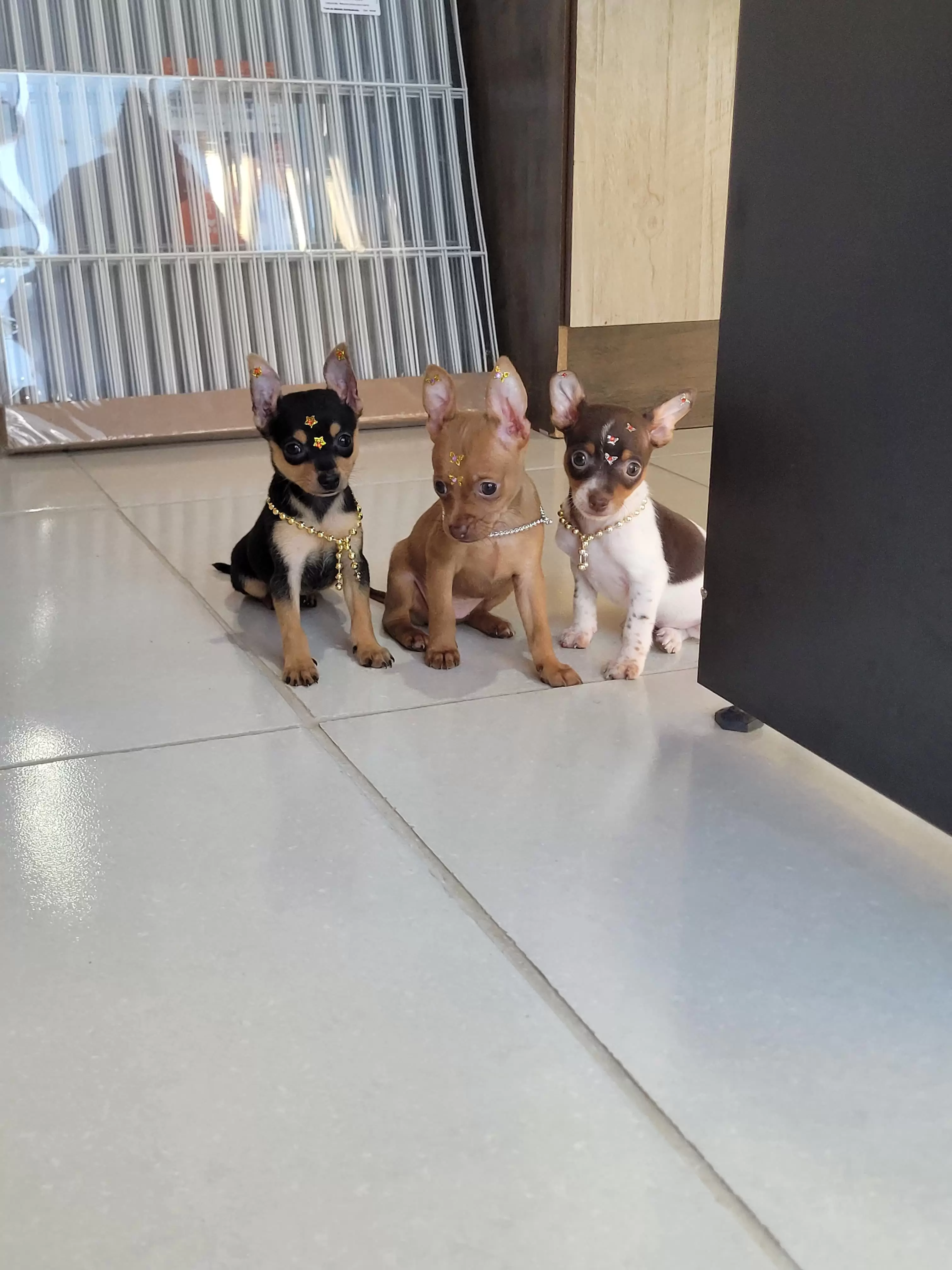 Meninas de Pinscher Miniatura disponíveis