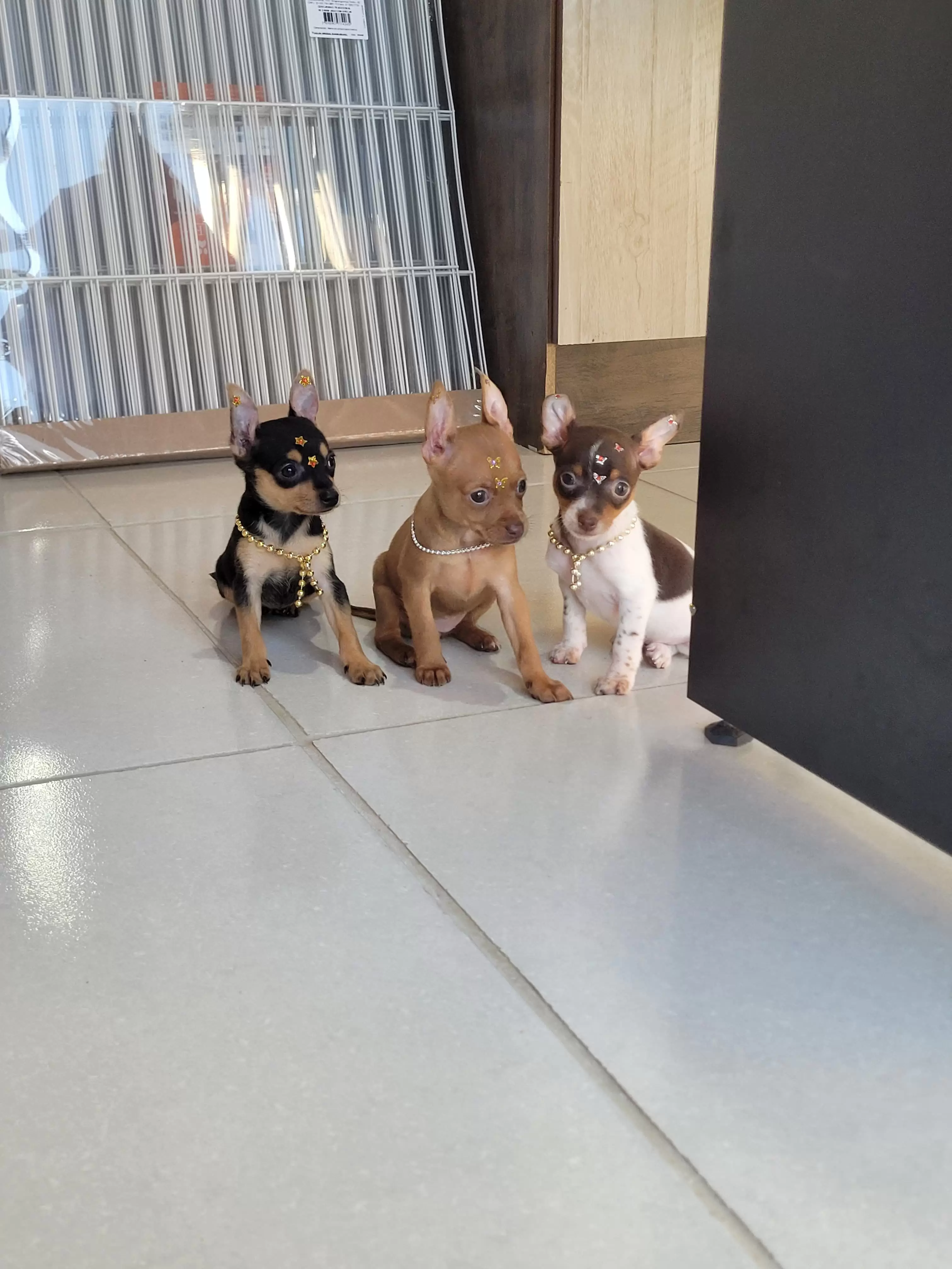 Meninas de Pinscher Miniatura disponíveis