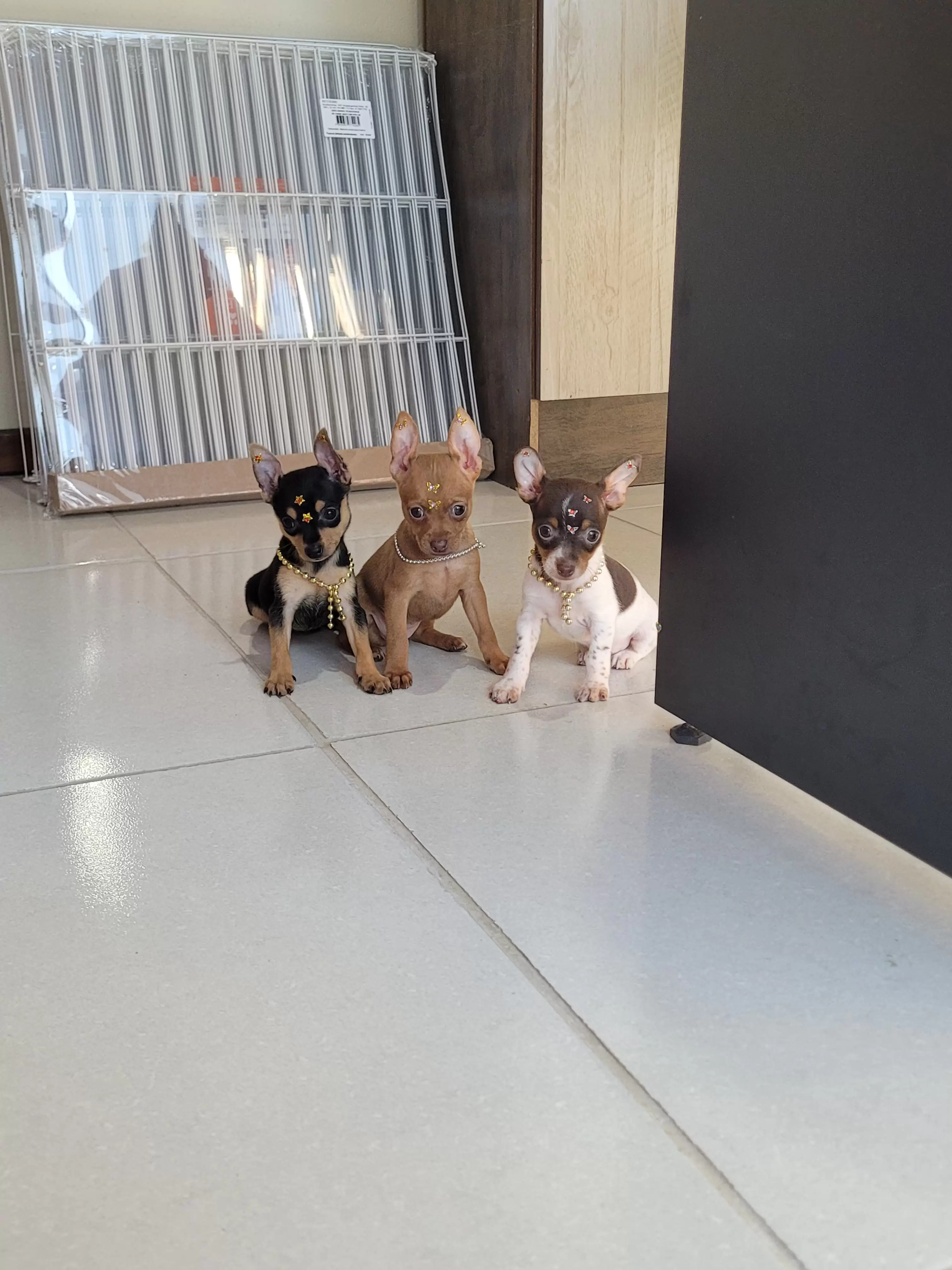 Meninas de Pinscher Miniatura disponíveis