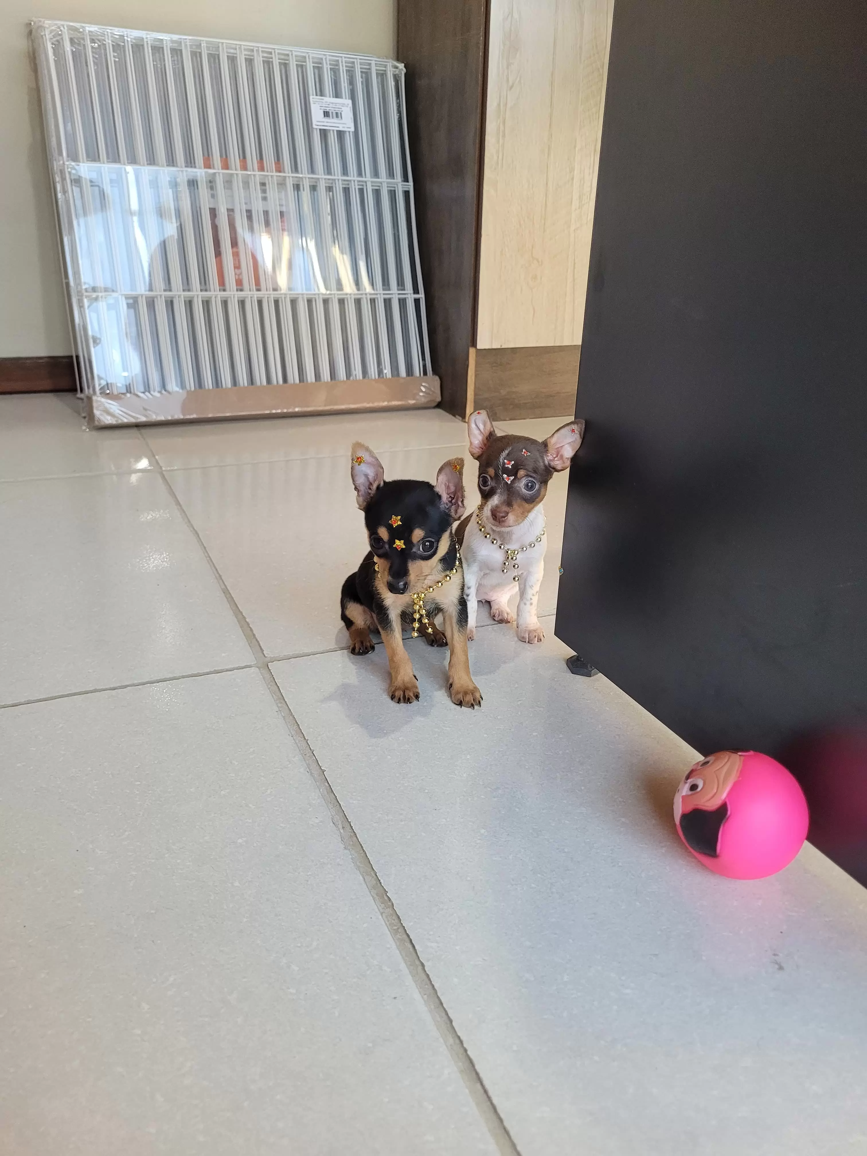 Meninas de Pinscher Miniatura disponíveis