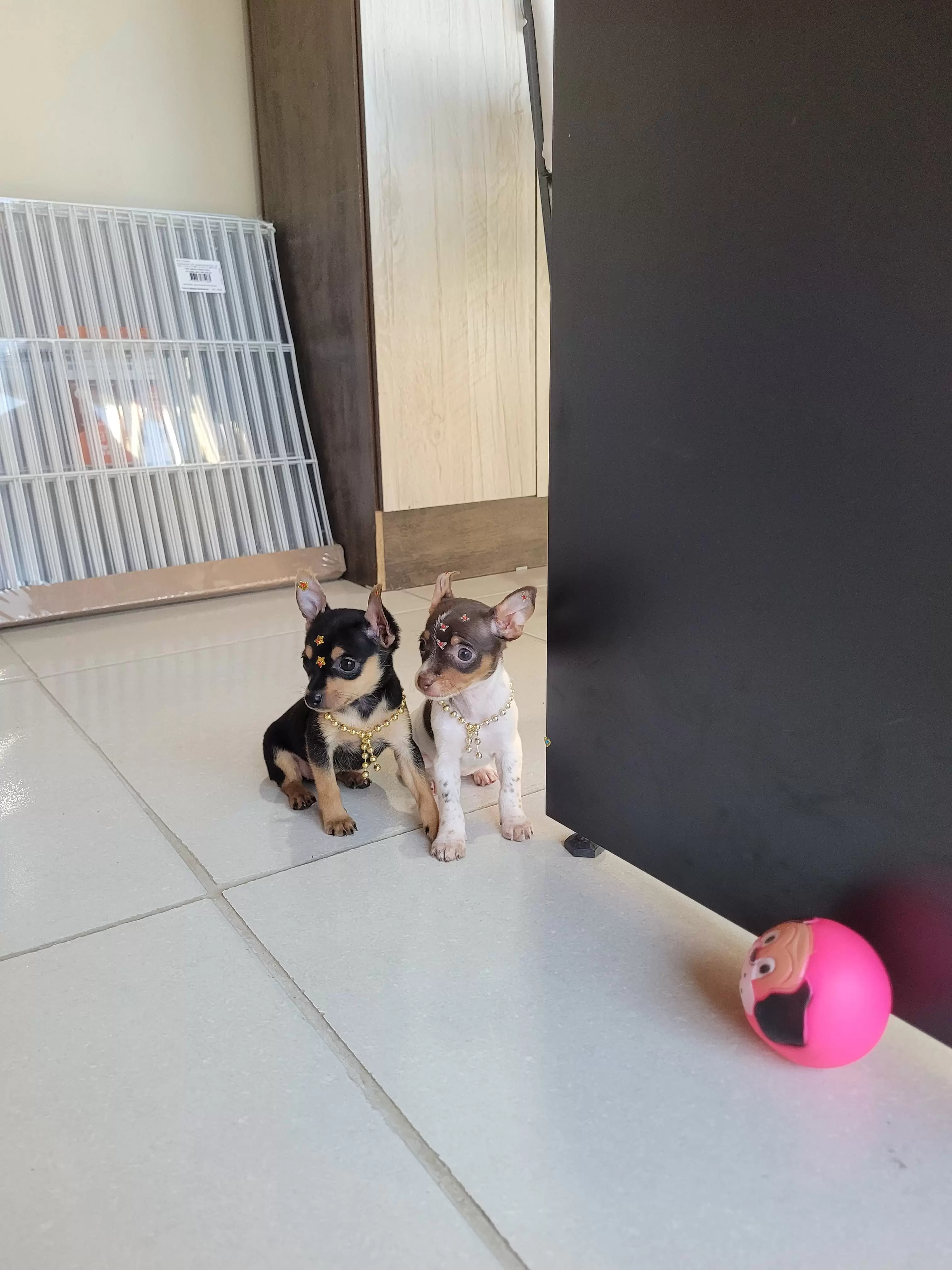 Meninas de Pinscher Miniatura disponíveis