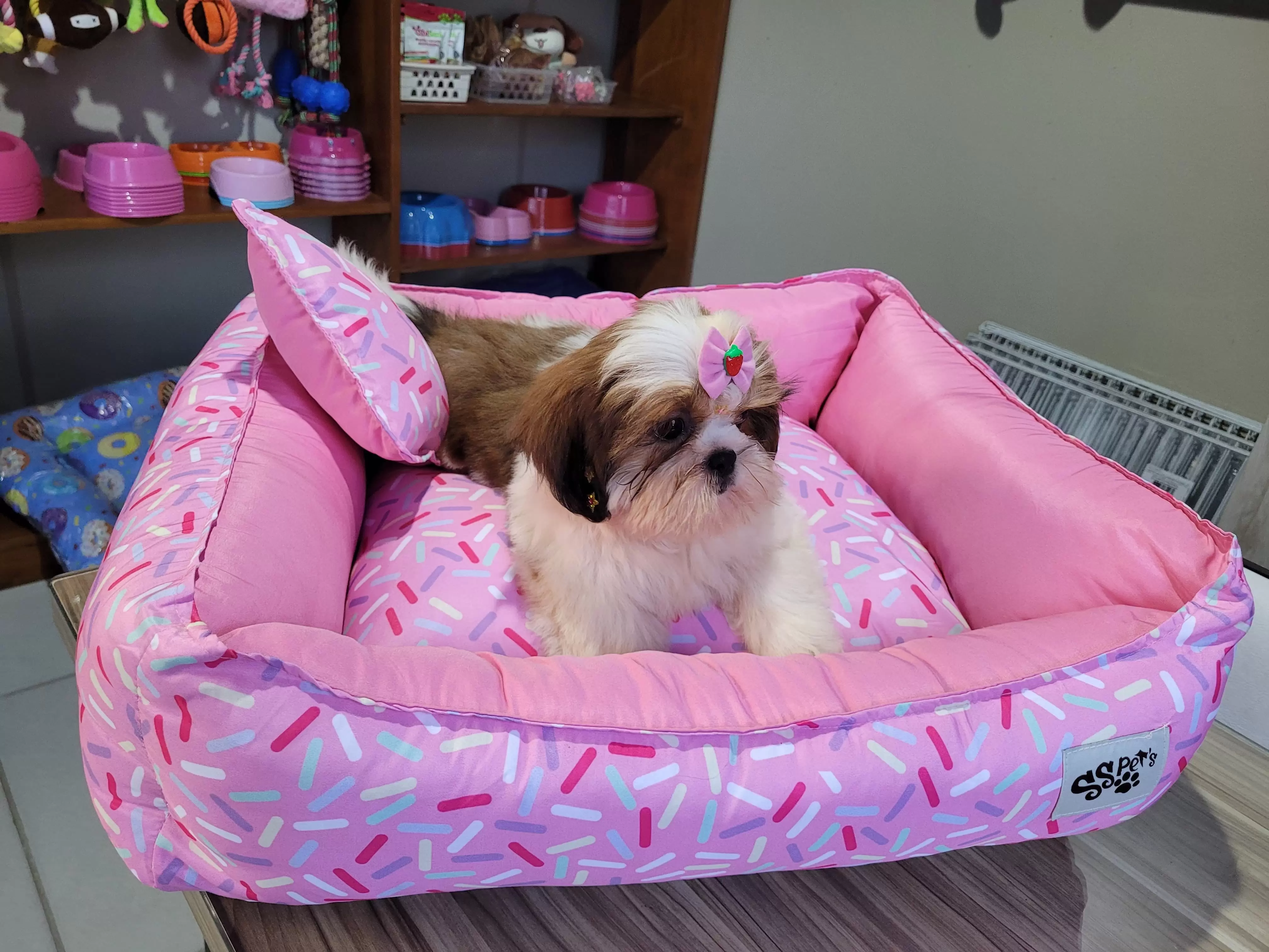 Fêmea de Shih Tzu