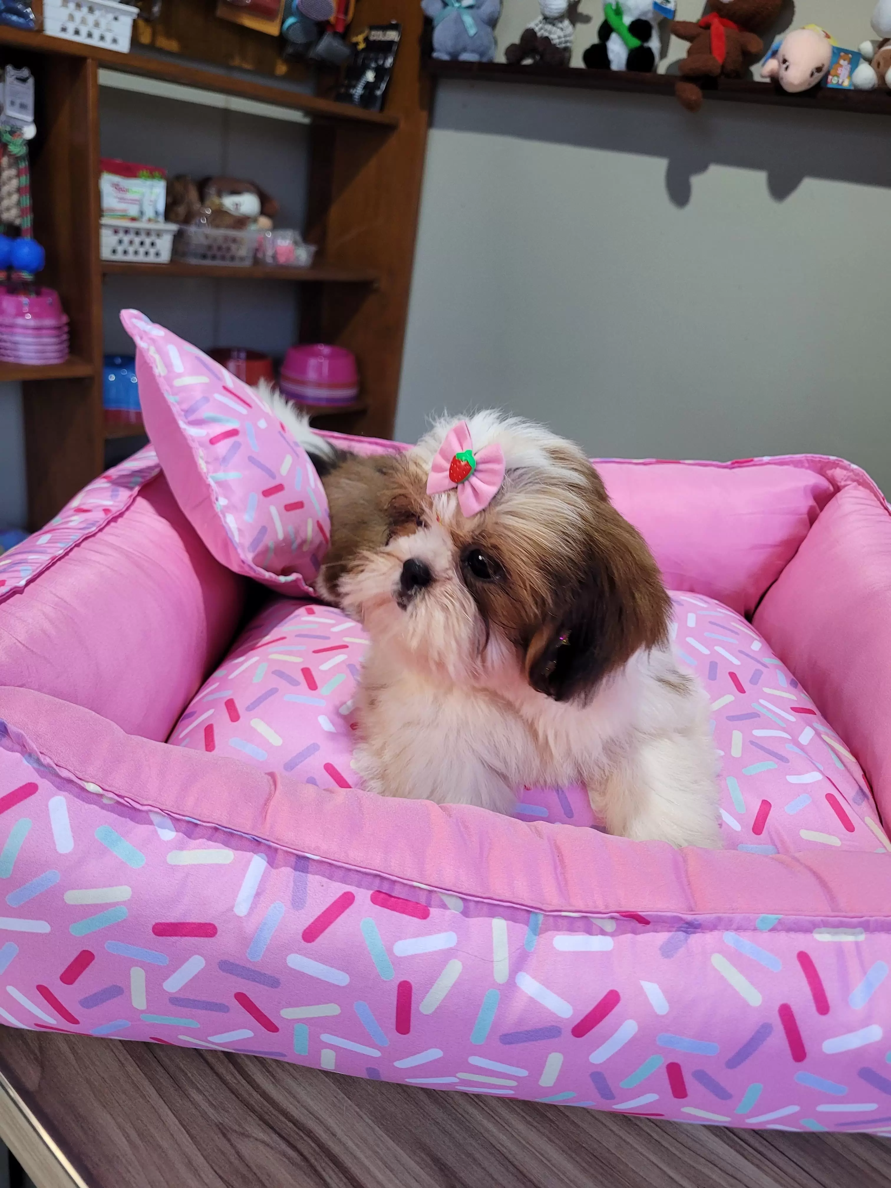 Fêmea de Shih Tzu