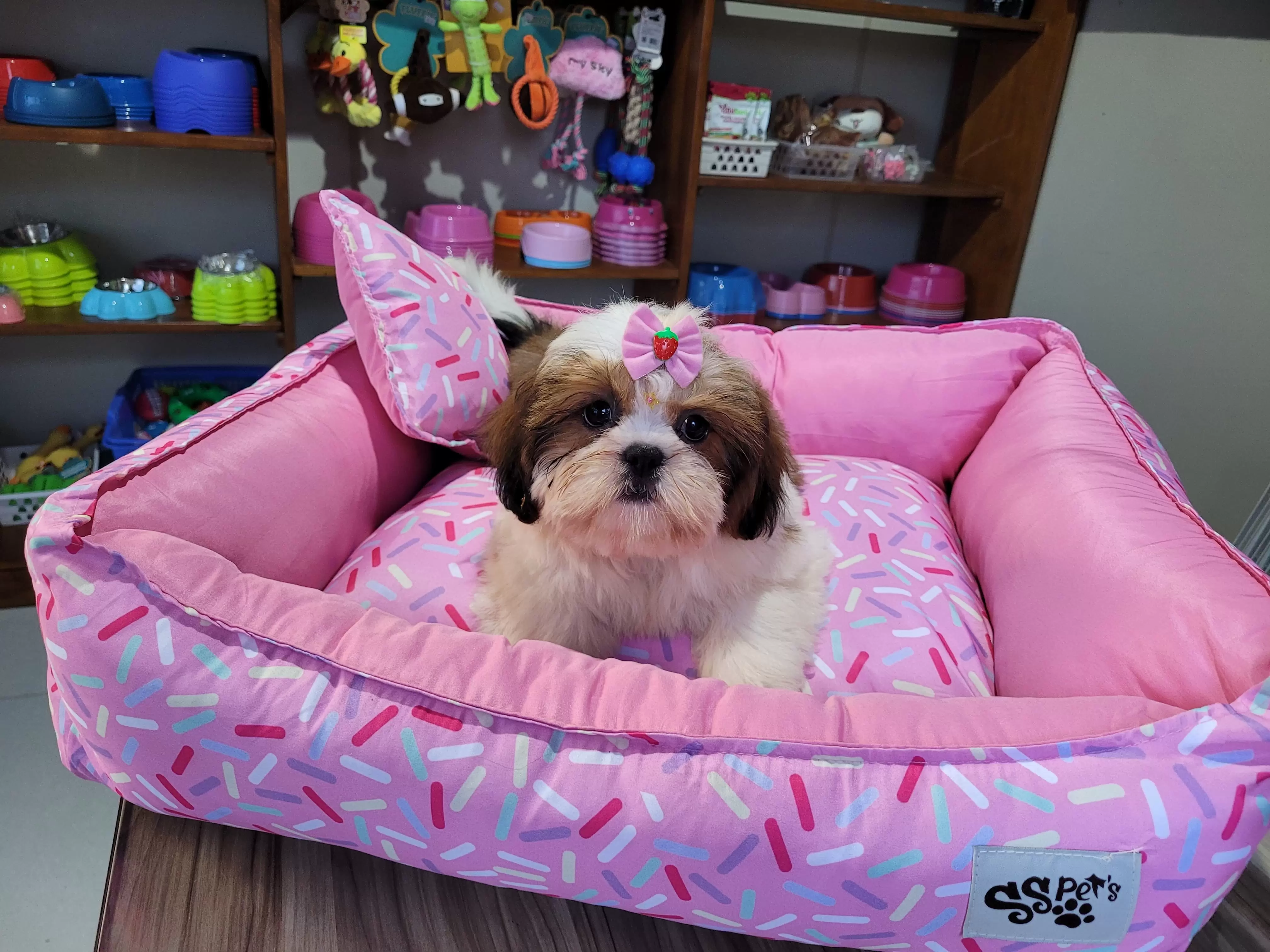 Fêmea de Shih Tzu