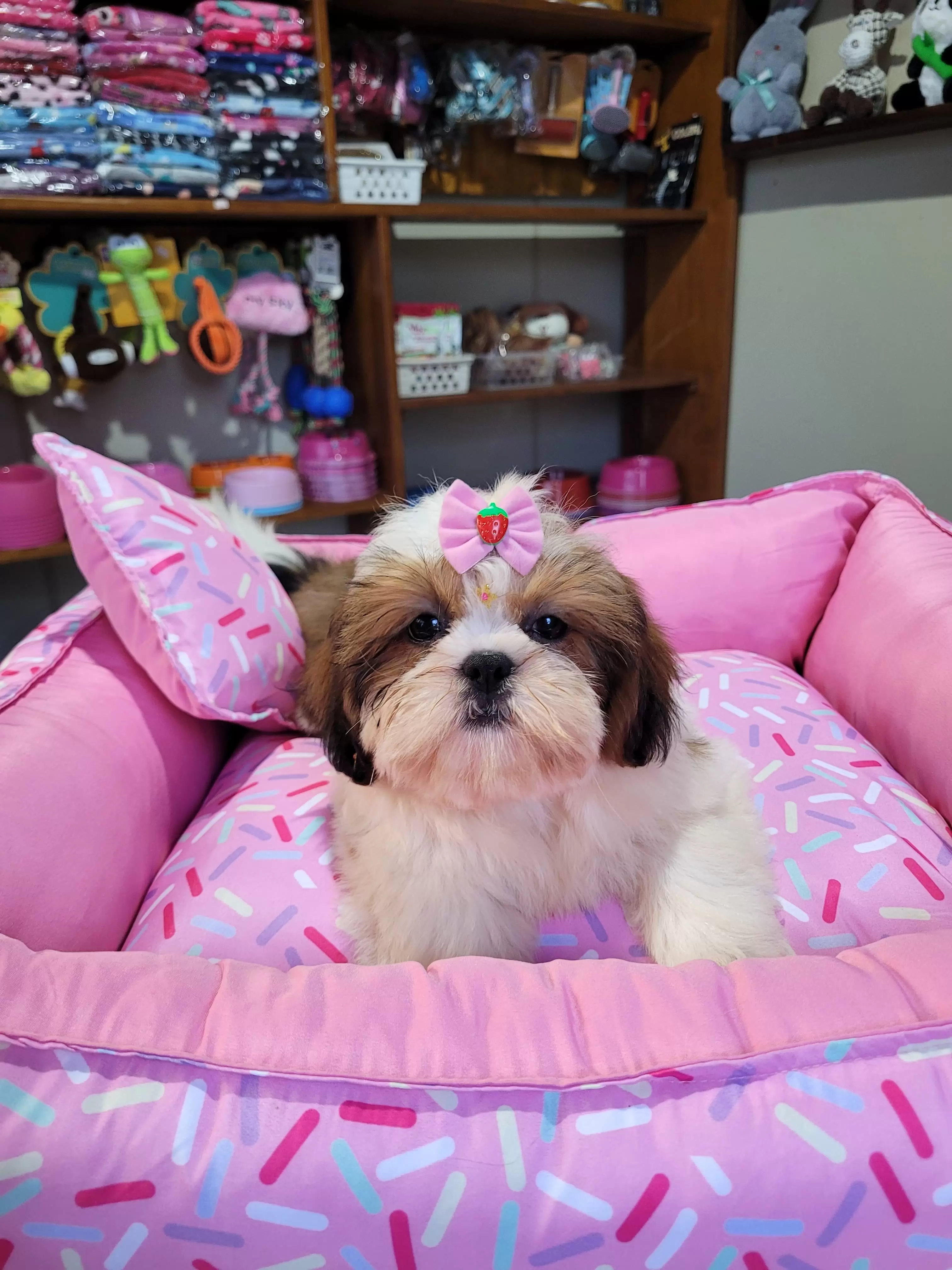 Fêmea de Shih Tzu