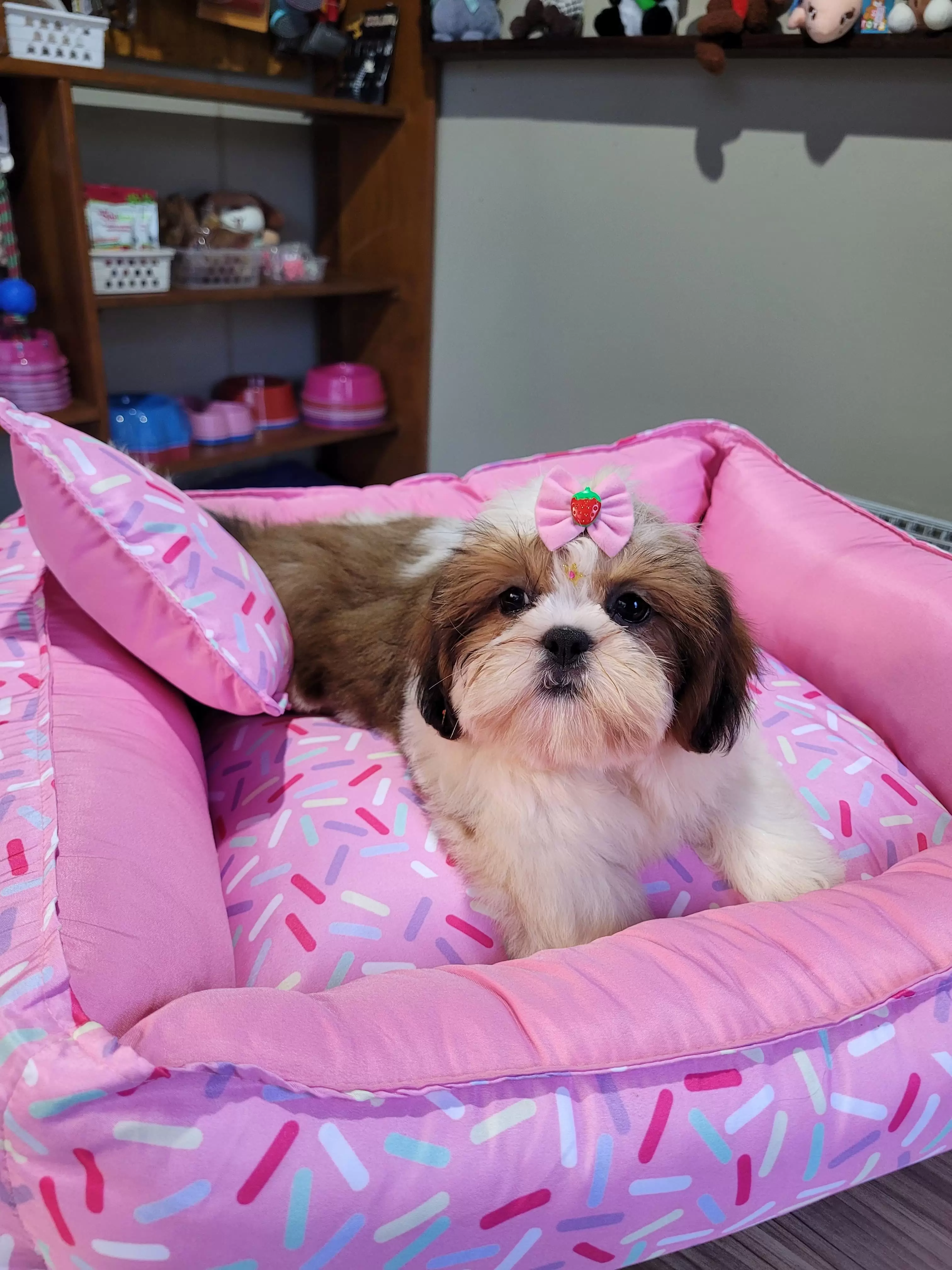 Fêmea de Shih Tzu