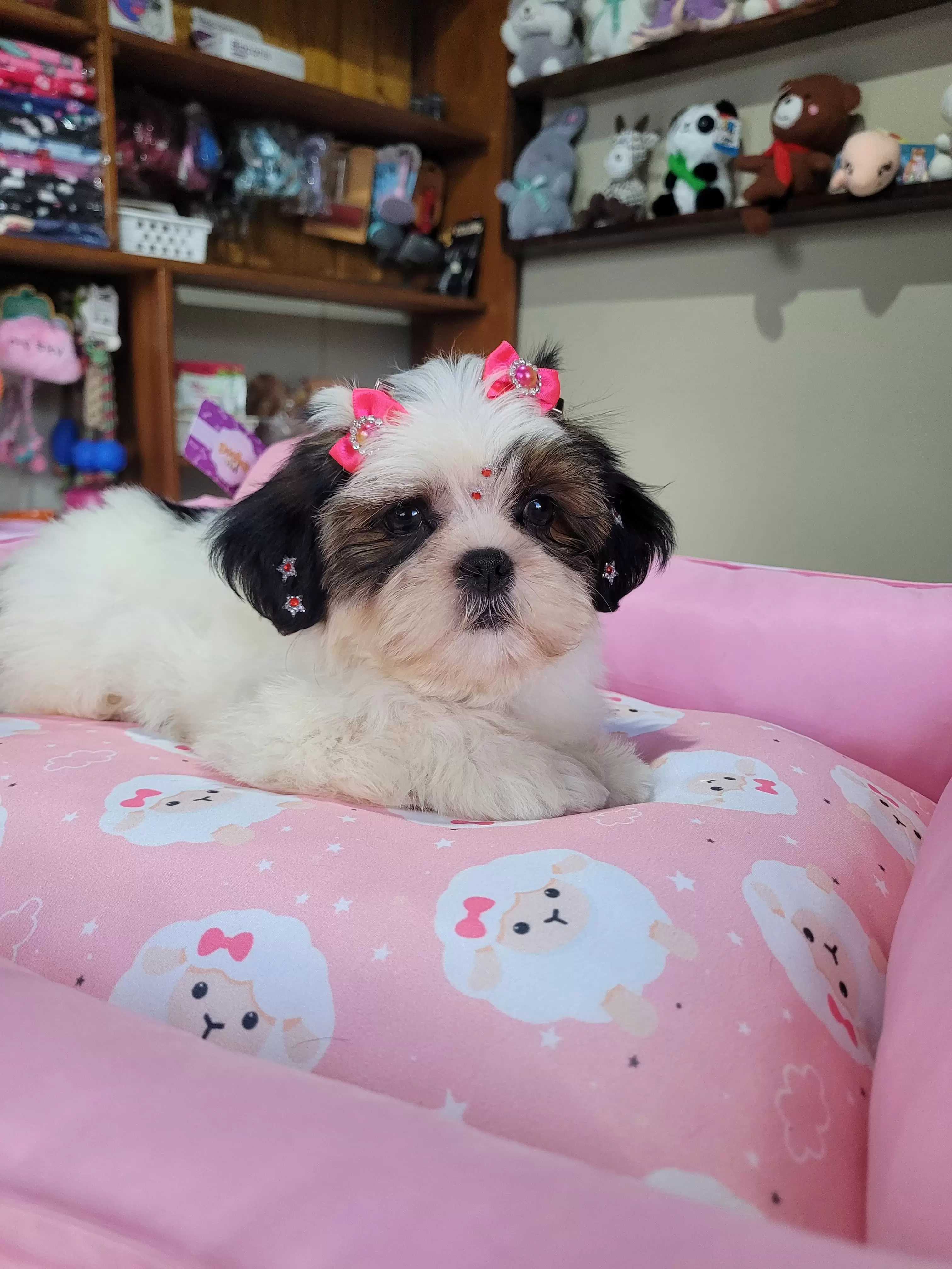 Fêmea de Shih Tzu