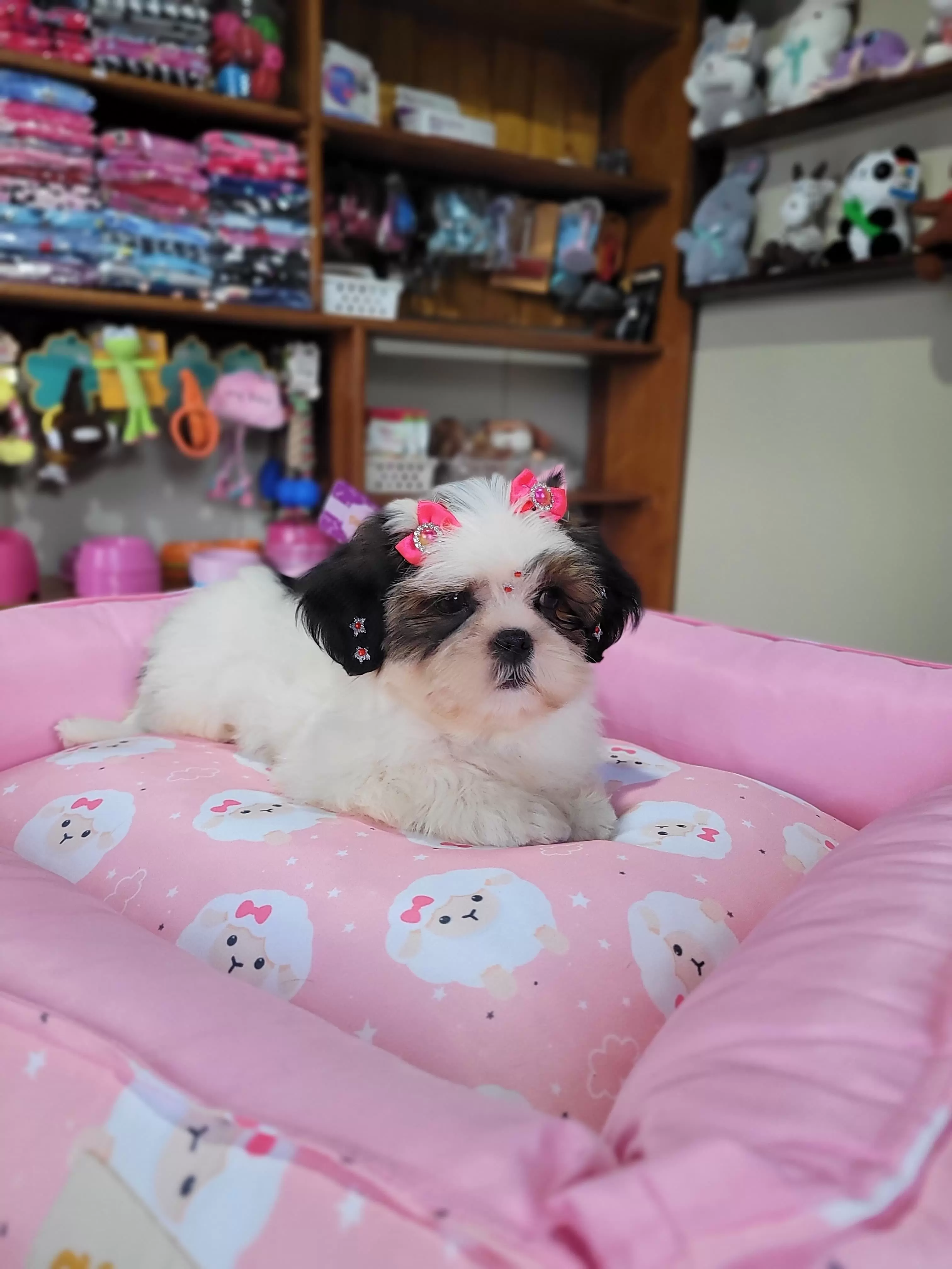 Fêmea de Shih Tzu