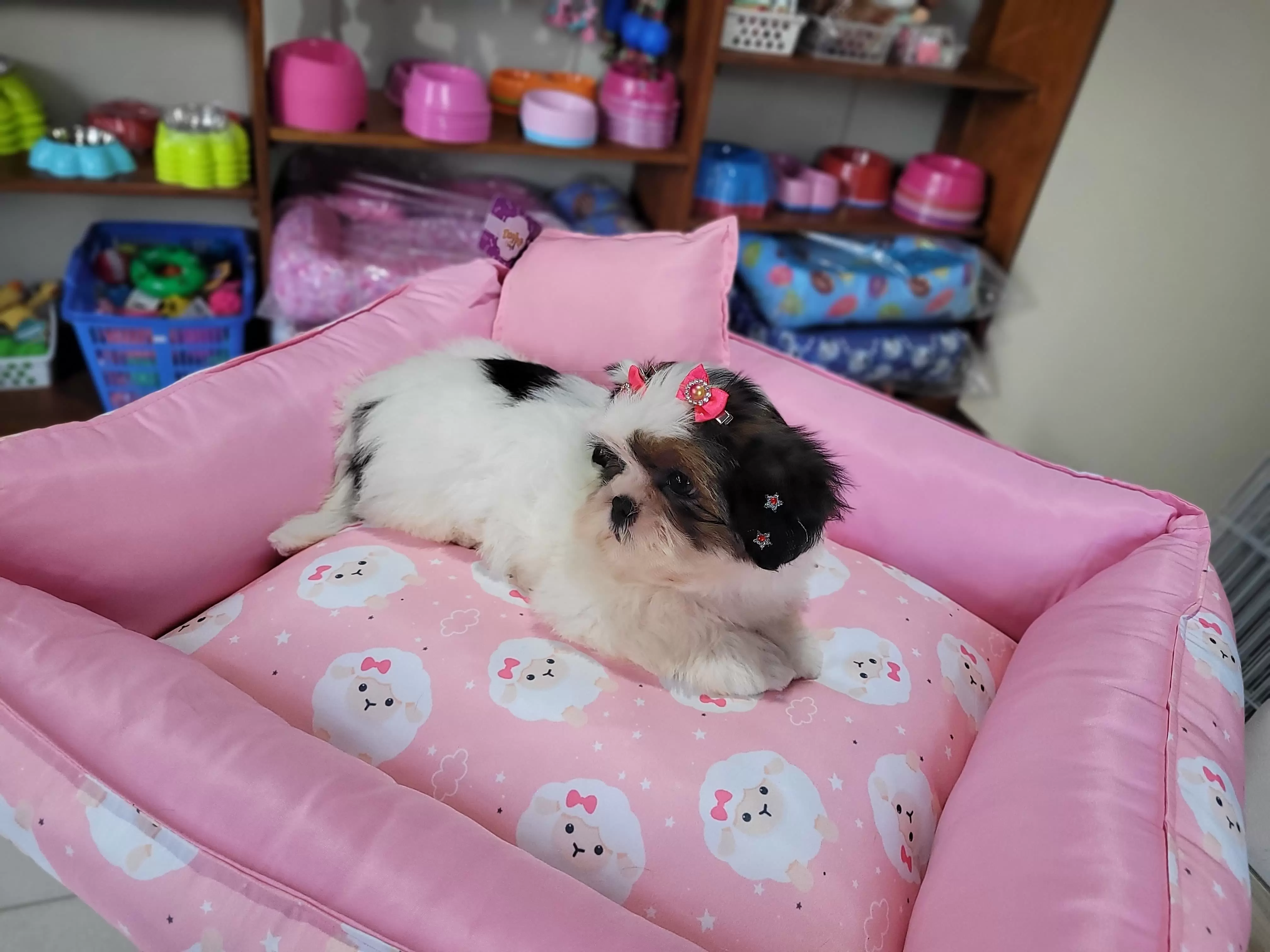 Fêmea de Shih Tzu