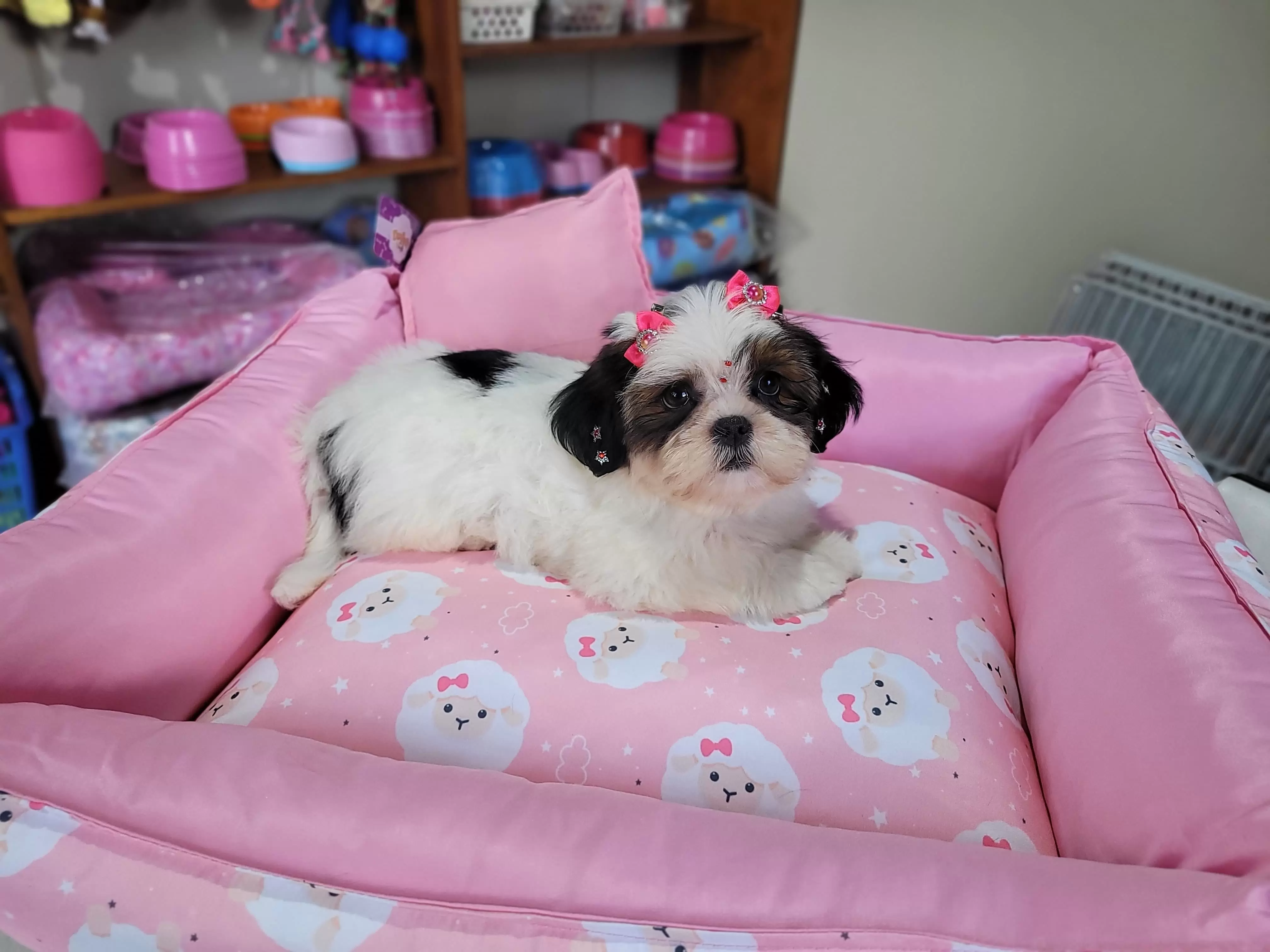 Fêmea de Shih Tzu