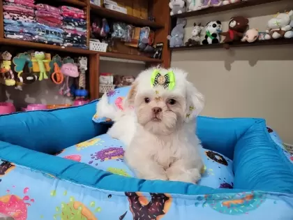 Shih Tzu Macho 