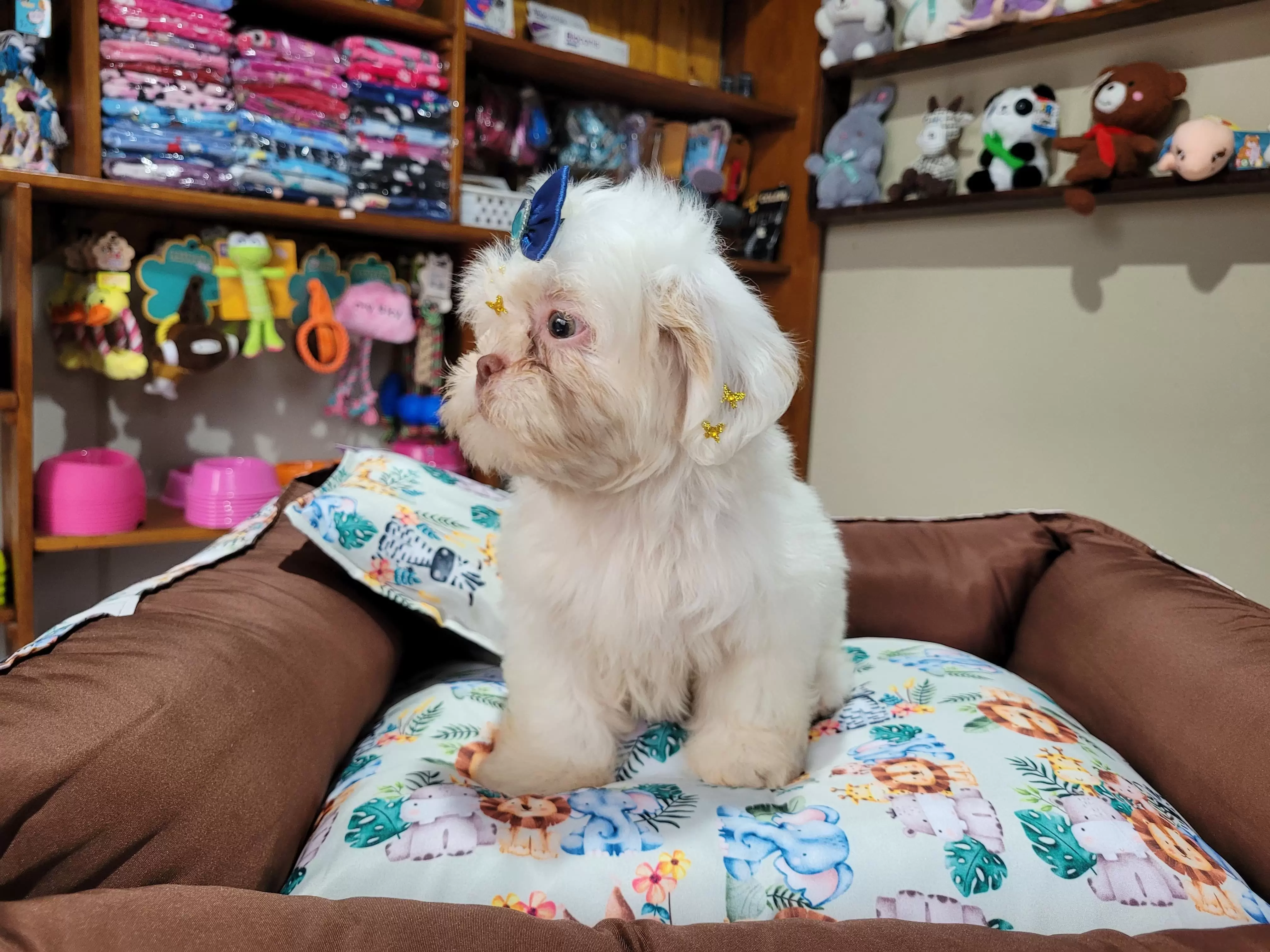 Shih Tzu Macho 