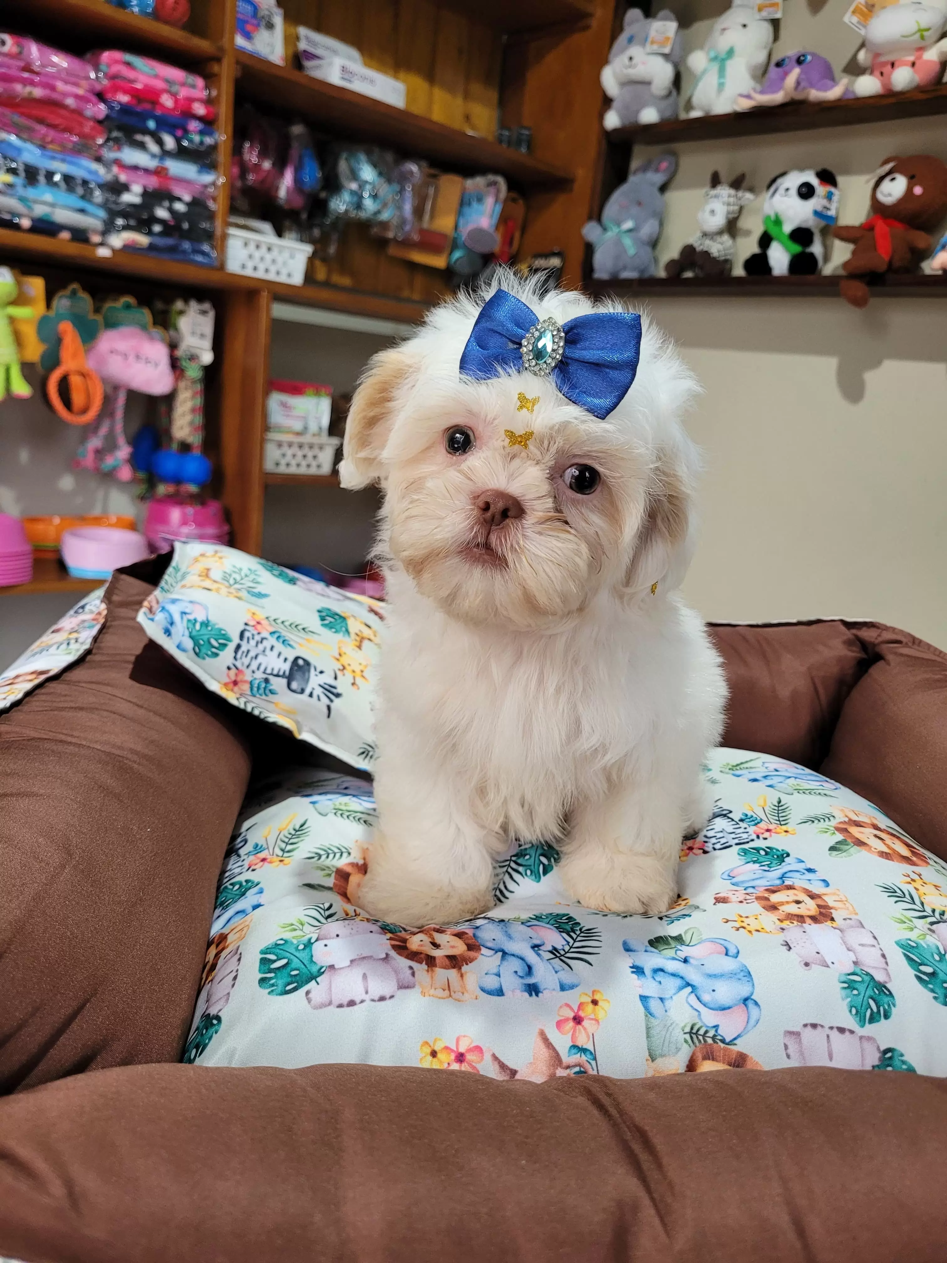 Shih Tzu Macho 