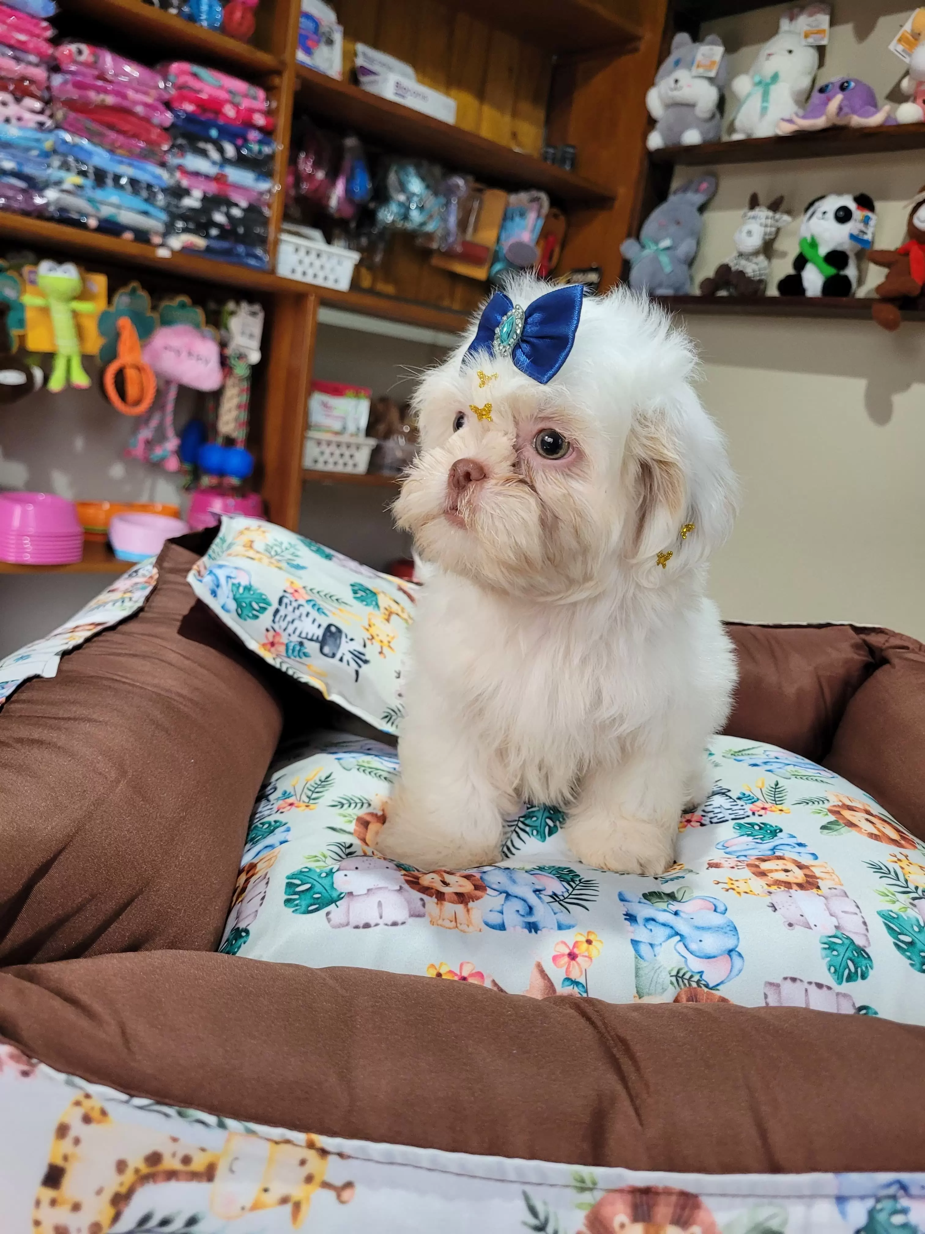 Shih Tzu Macho 