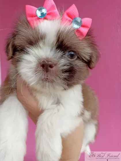 Shih Tzu femea 03 - pelagem branca e figado, olhos verdes