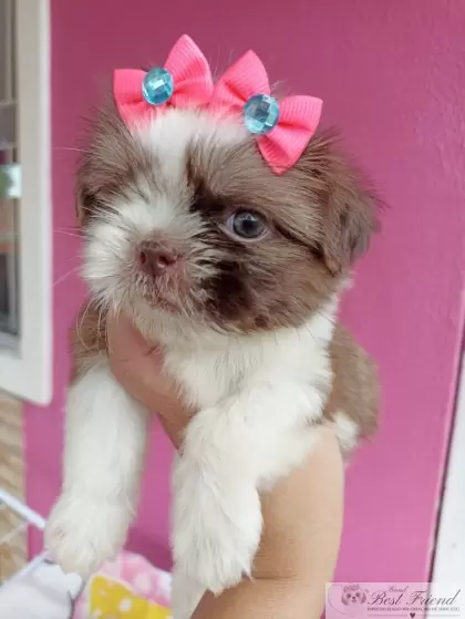 Shih Tzu femea 03 - pelagem branca e figado, olhos verdes