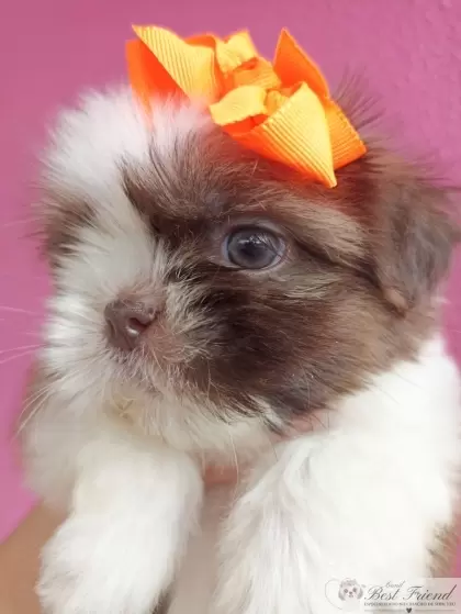 Shih Tzu femea 03 - pelagem branca e figado, olhos verdes