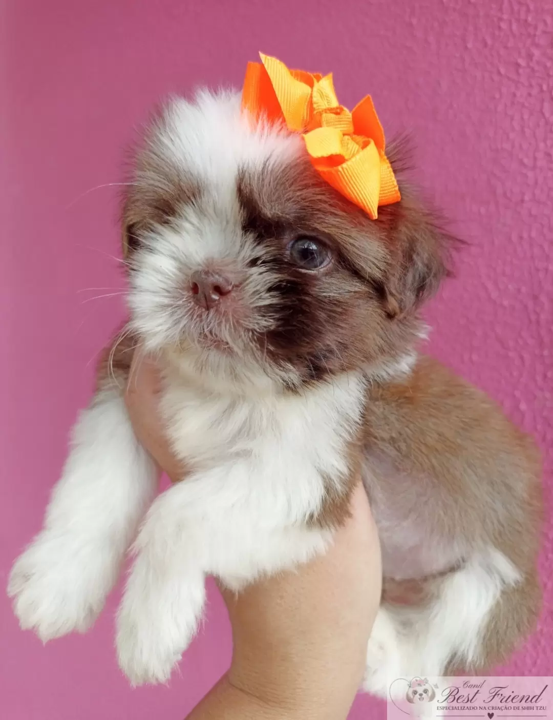 Shih Tzu femea 03 - pelagem branca e figado, olhos verdes