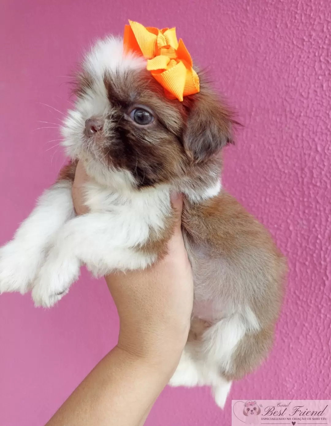 Shih Tzu femea 03 - pelagem branca e figado, olhos verdes