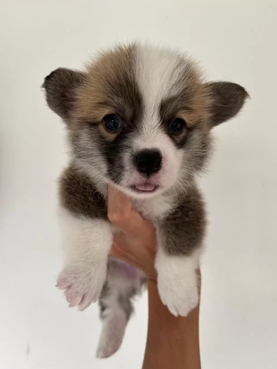 Simba