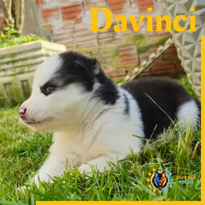 Davinci