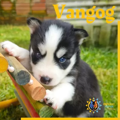 Vangog