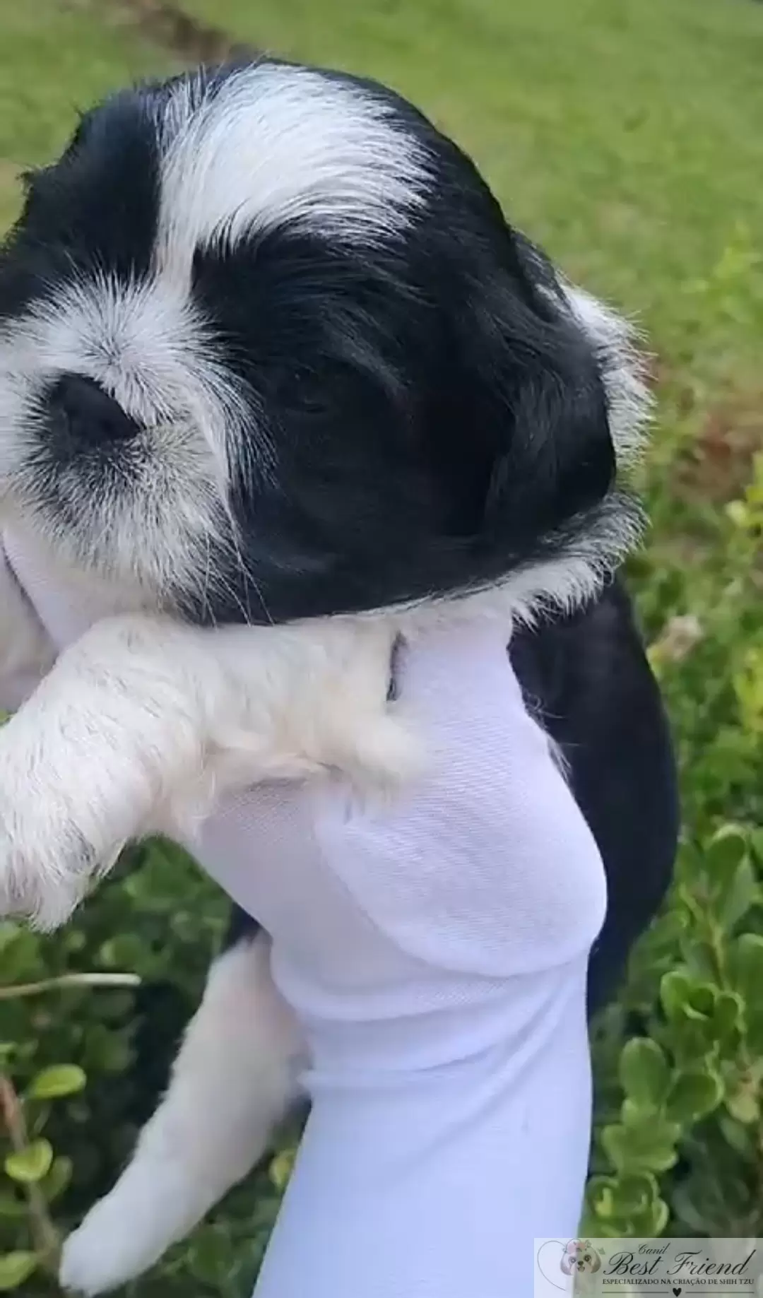 Shih Tzu macho, pelagem branca e preta 