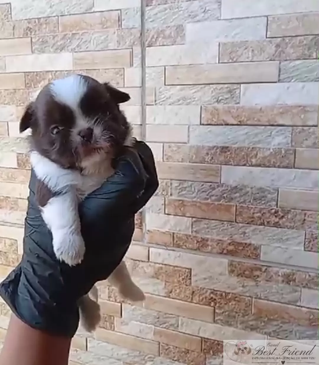 Filhote de Shih Tzu femea, pelagem branca e chocolate, olhos verdes 