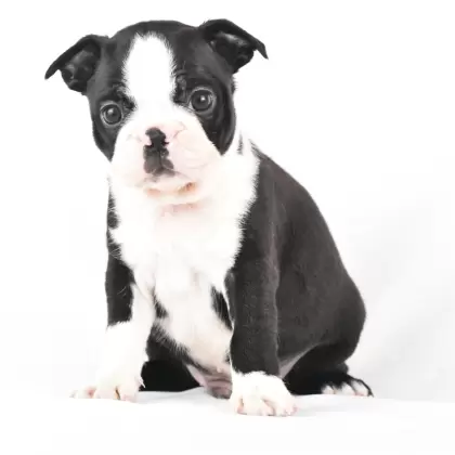 Maximus