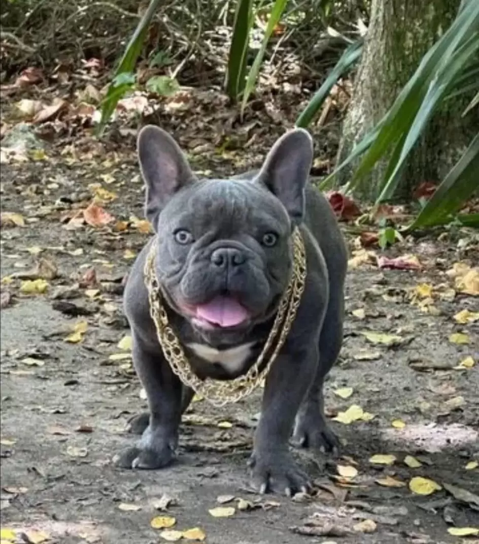 OLIVER