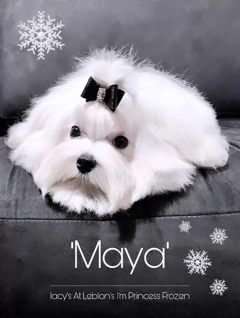 Maya