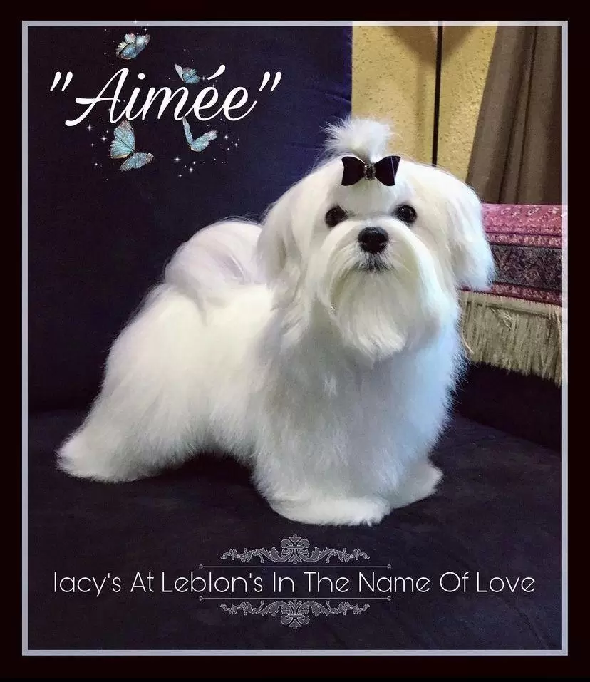 Aimeé
