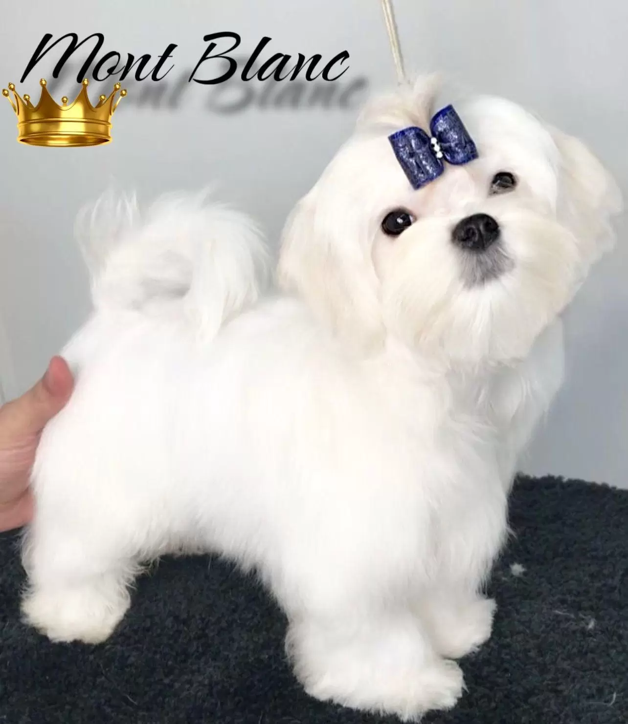 Mont Blanc